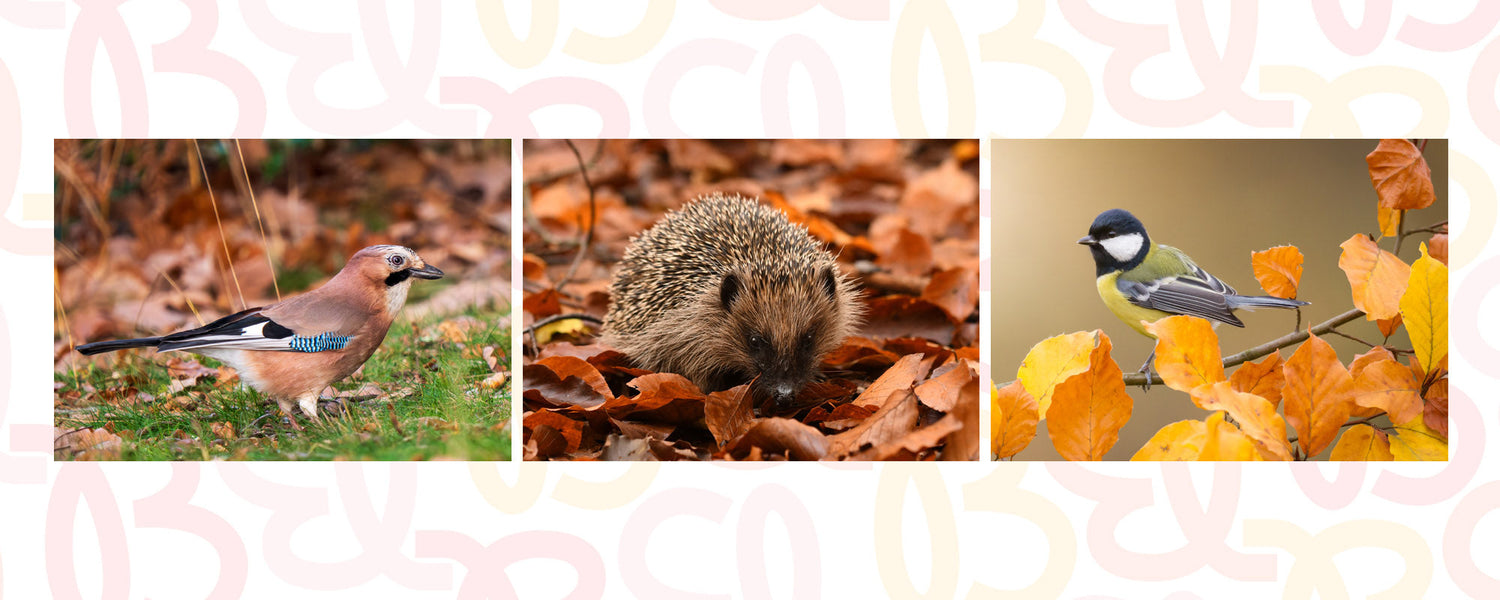Hedgehogs, Autumn and Habitats