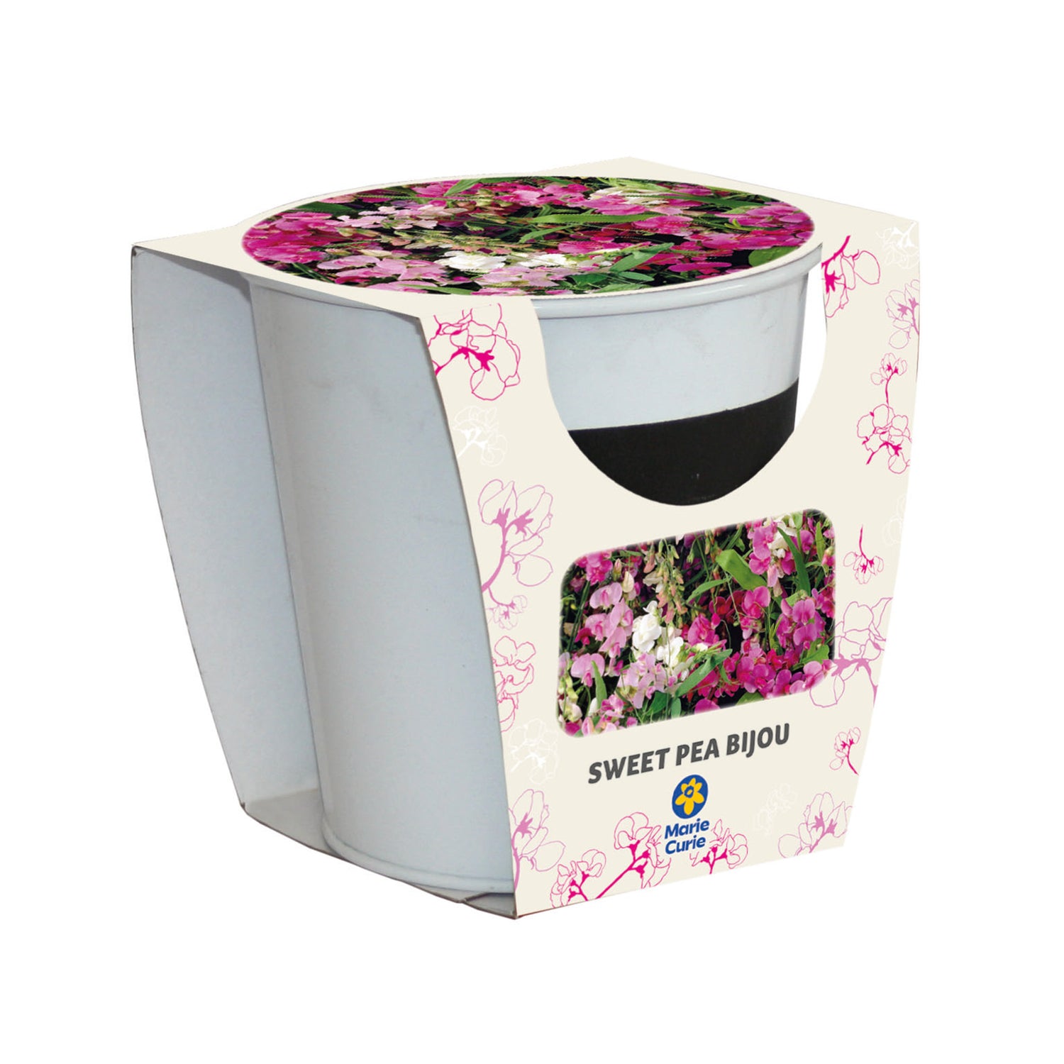 Marie Curie Sweet Pea Bijou Dwarf Mix Seeds Grow Kit in Chalkboard Pot