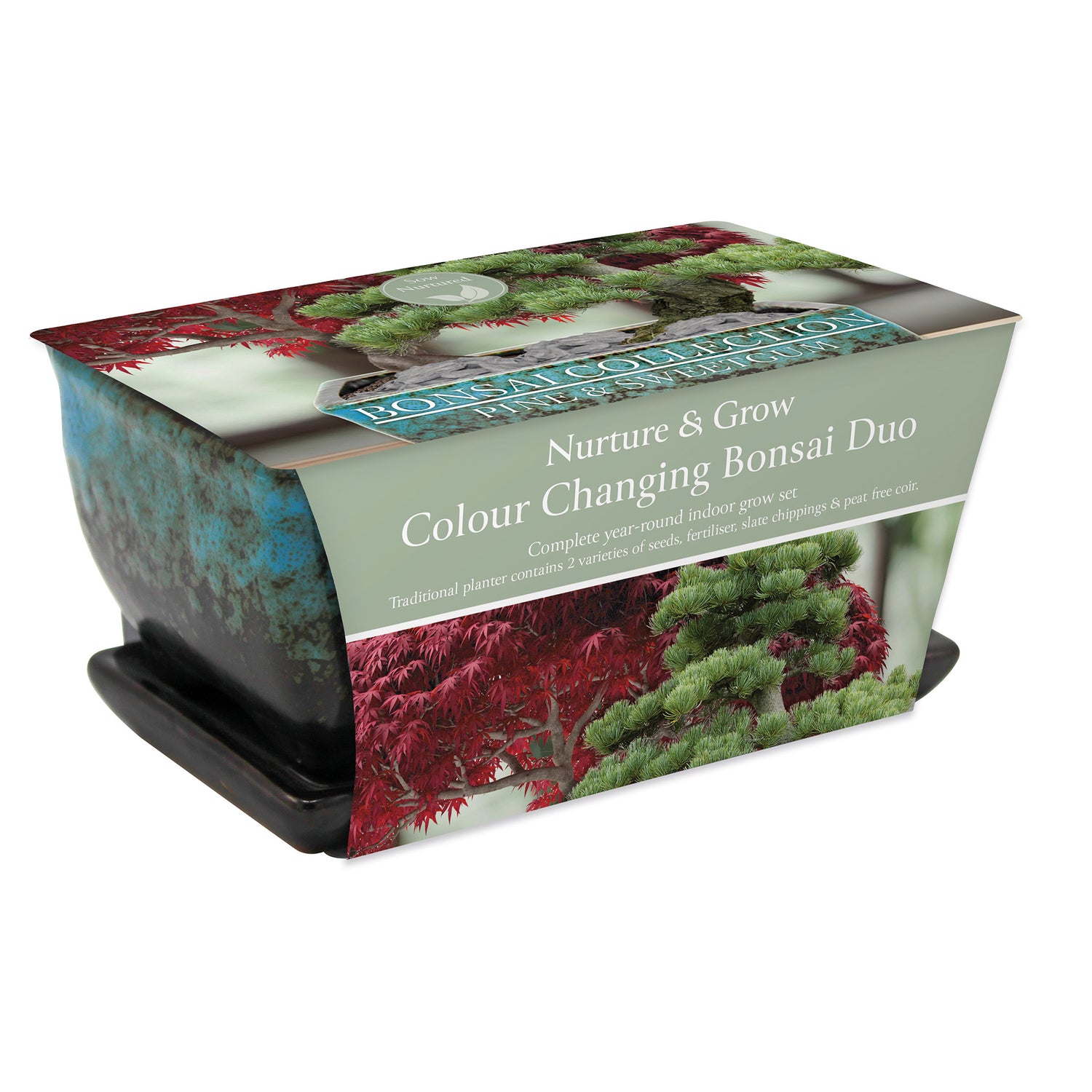 Sow Nurtured Bonsai Pine & Sweet Gum Seeds Grow Kit in Traditional Bonsai Pot