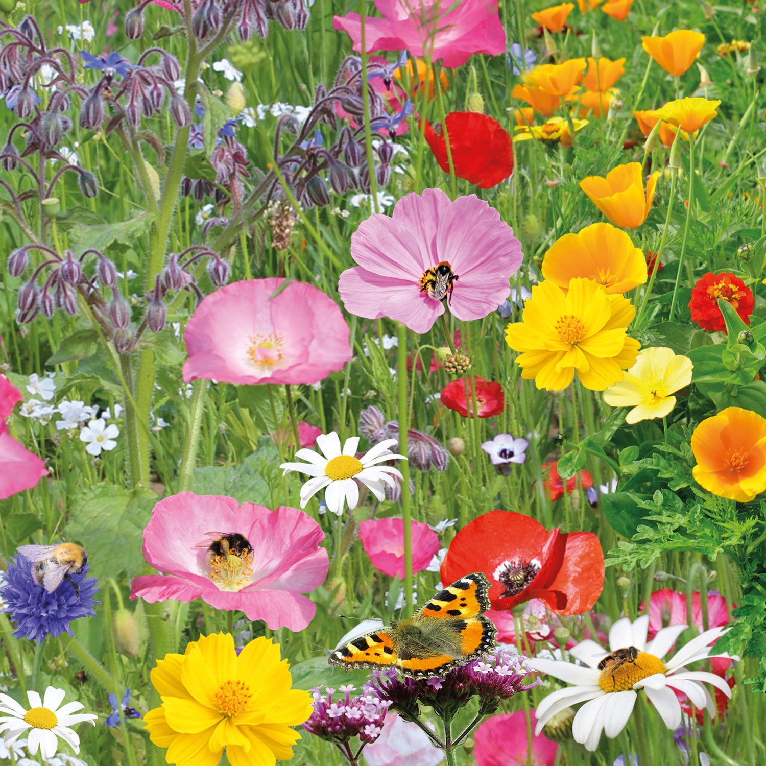 Bee Friends Seed Bombs – 20 Wildflower Seed Bombs – Butterfly Mix