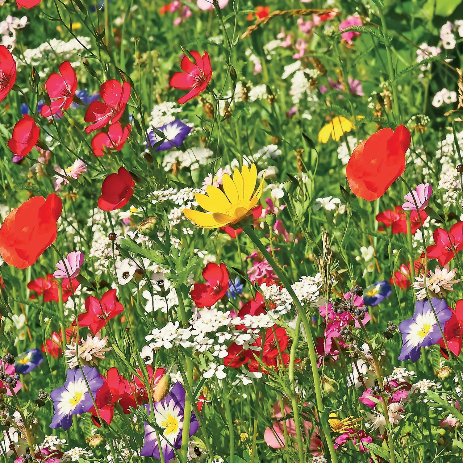 Bee Friends Seed Bombs – 20 Wildflower Seed Bombs – Rainbow Mix