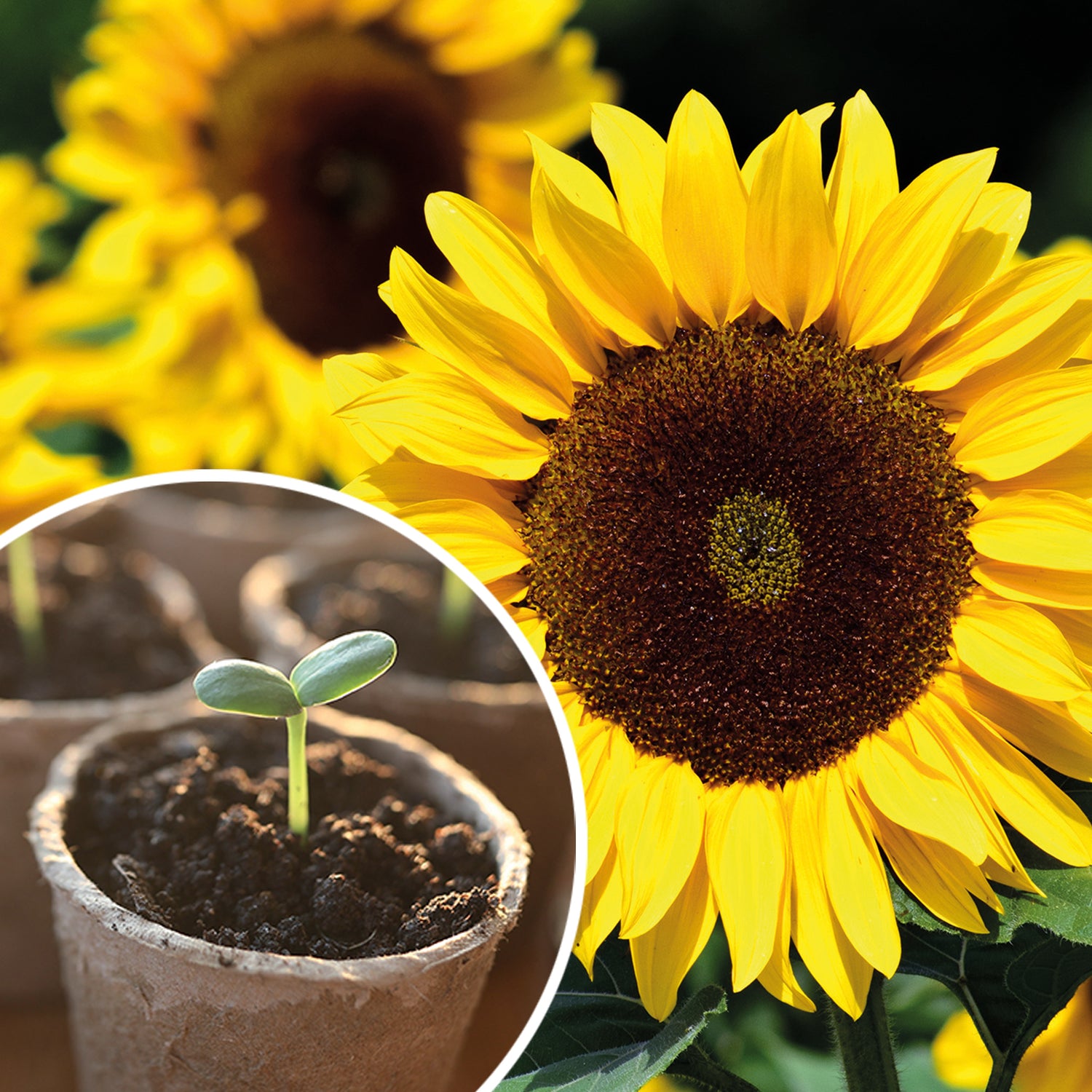Bee Friends Sunflower Seeds Grow Kit in Jute Bag