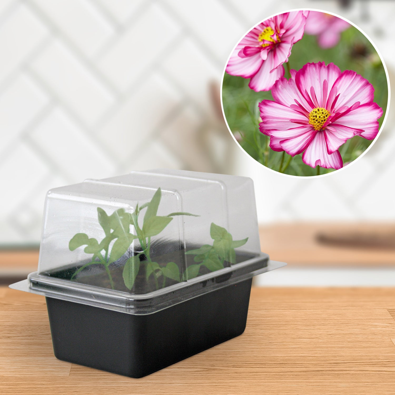 Speedy Seed® Cosmos Mini Propagator Grow Kit