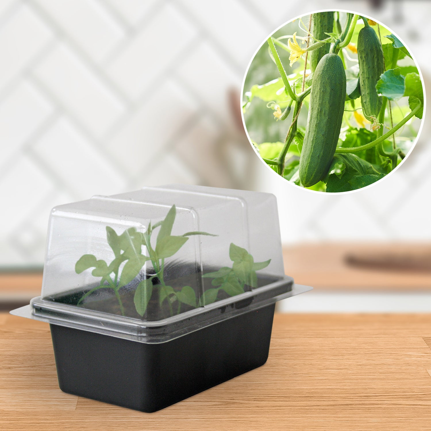 Speedy Seed® Cucumber Mini Propagator Grow Kit