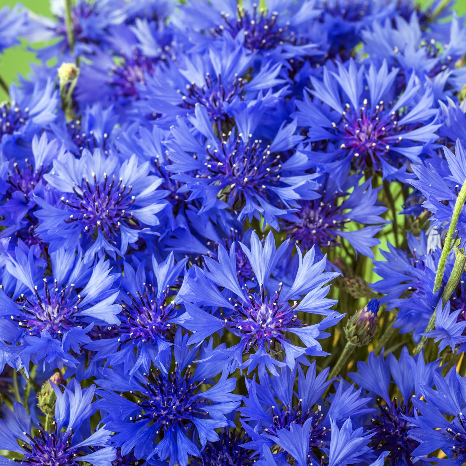 Speedy Seed® Max-Fill Cornflower Tall Double Mix - Over 1,000 Seeds