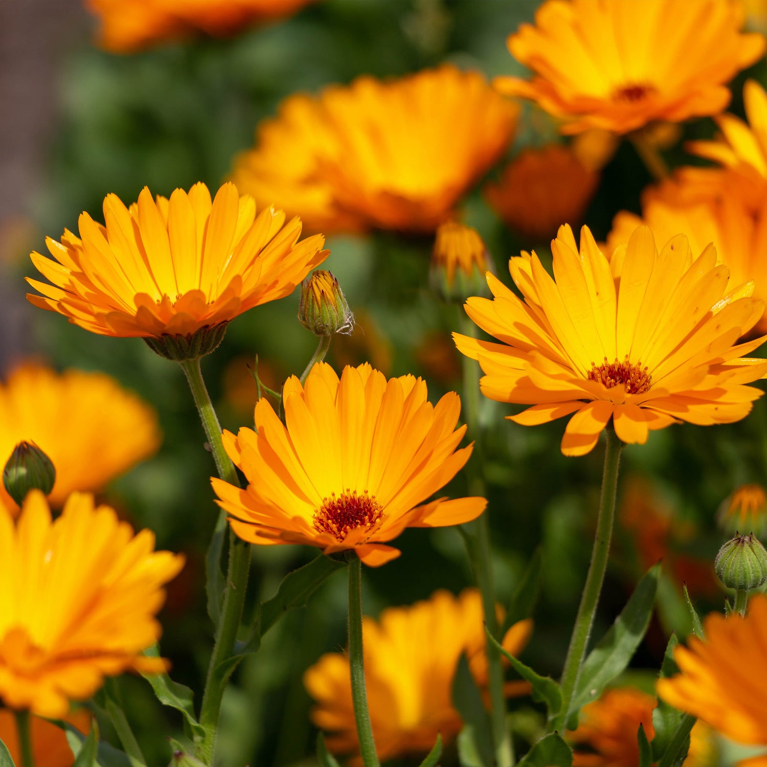 Speedy Seed® Max-Fill Pot Marigold Cut Flower Mix - Up to 750 Seeds