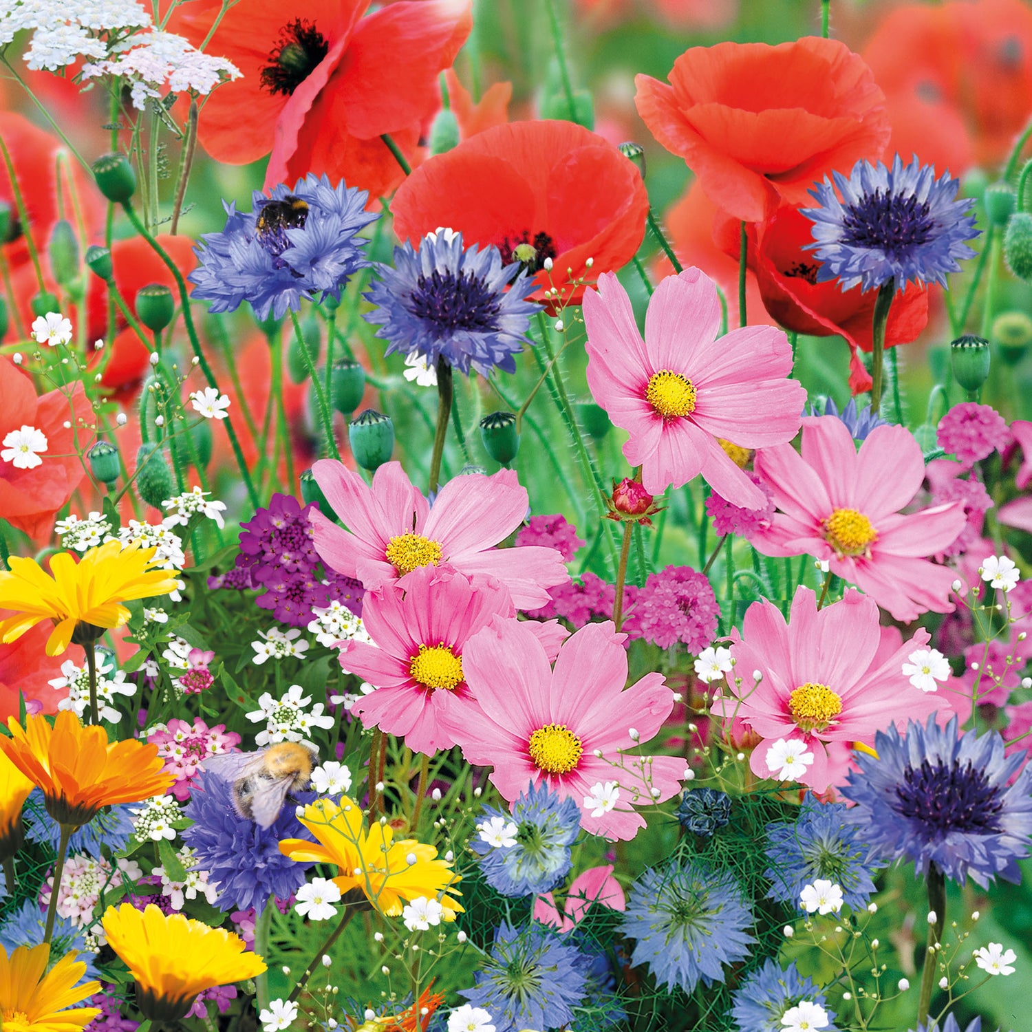 Speedy Seed® Max-Fill Cottage Garden Mix – Over 5,000 Seeds