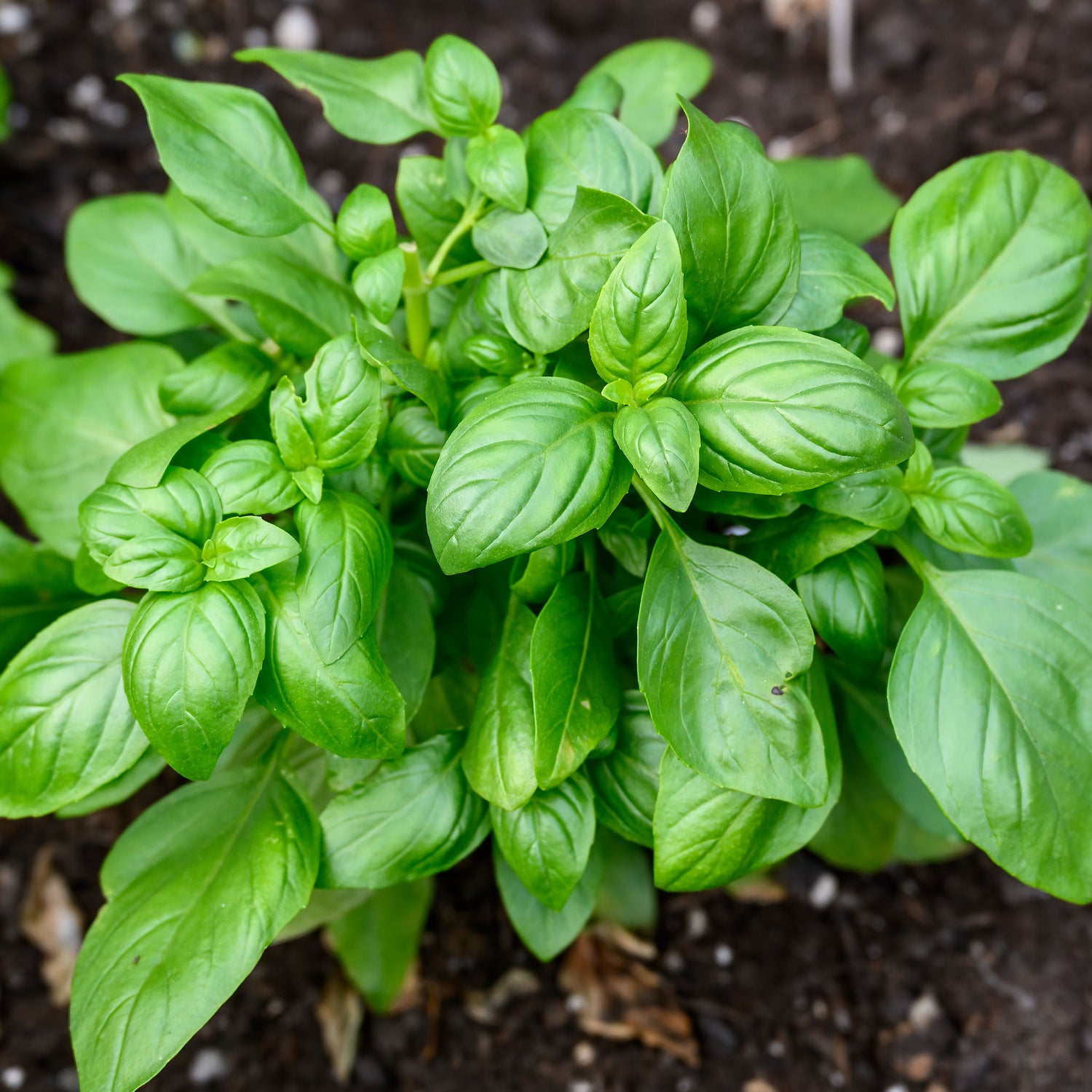 Speedy Seed® Max-Fill Basil Sweet Genovese - Over 4,000 Seeds