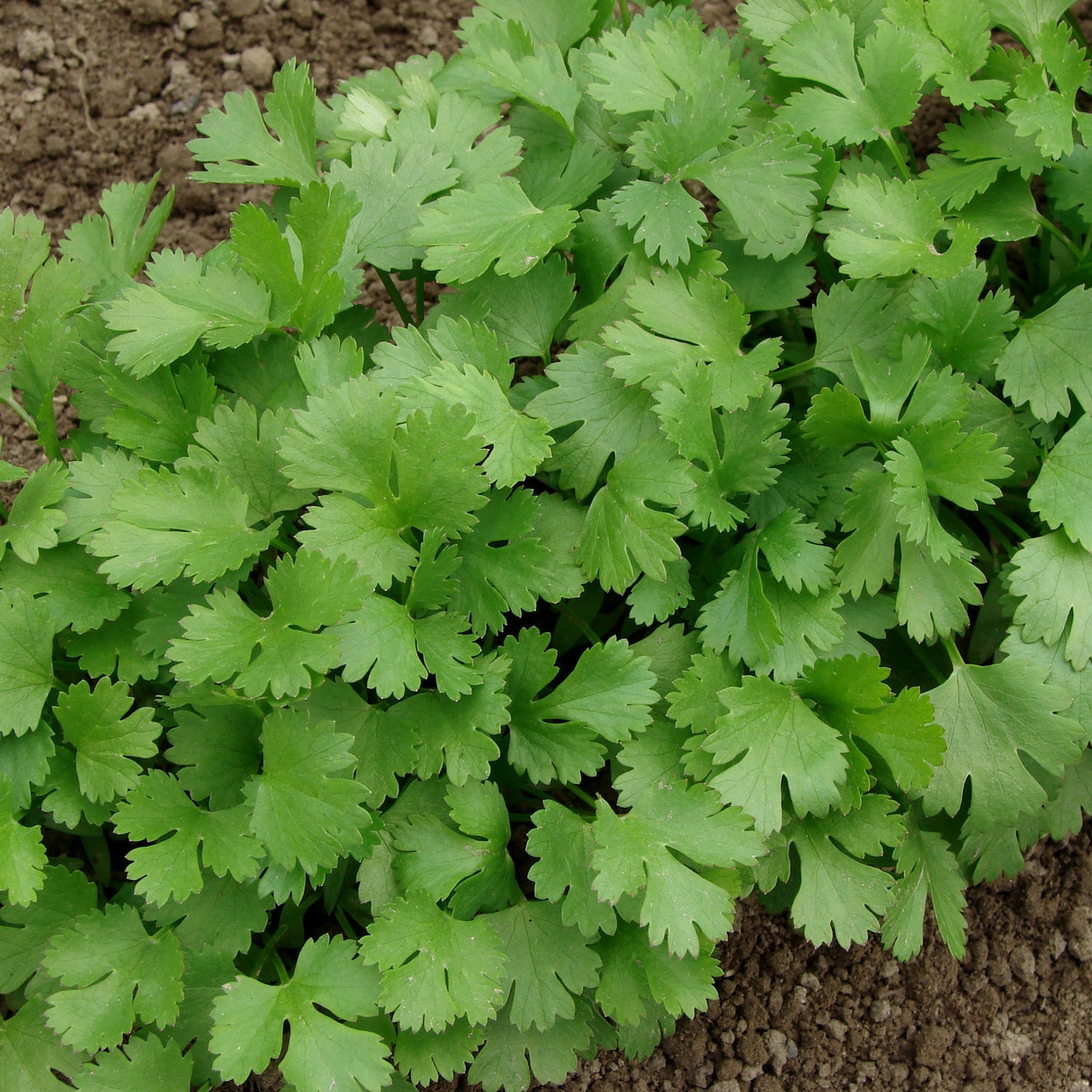 Speedy Seed® Max-Fill Coriander Cilantro - Up to 800 Seeds