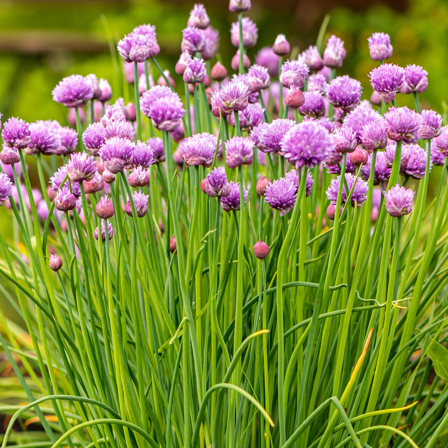 Speedy Seed® Max-Fill Chives - Over 1,700 Seeds