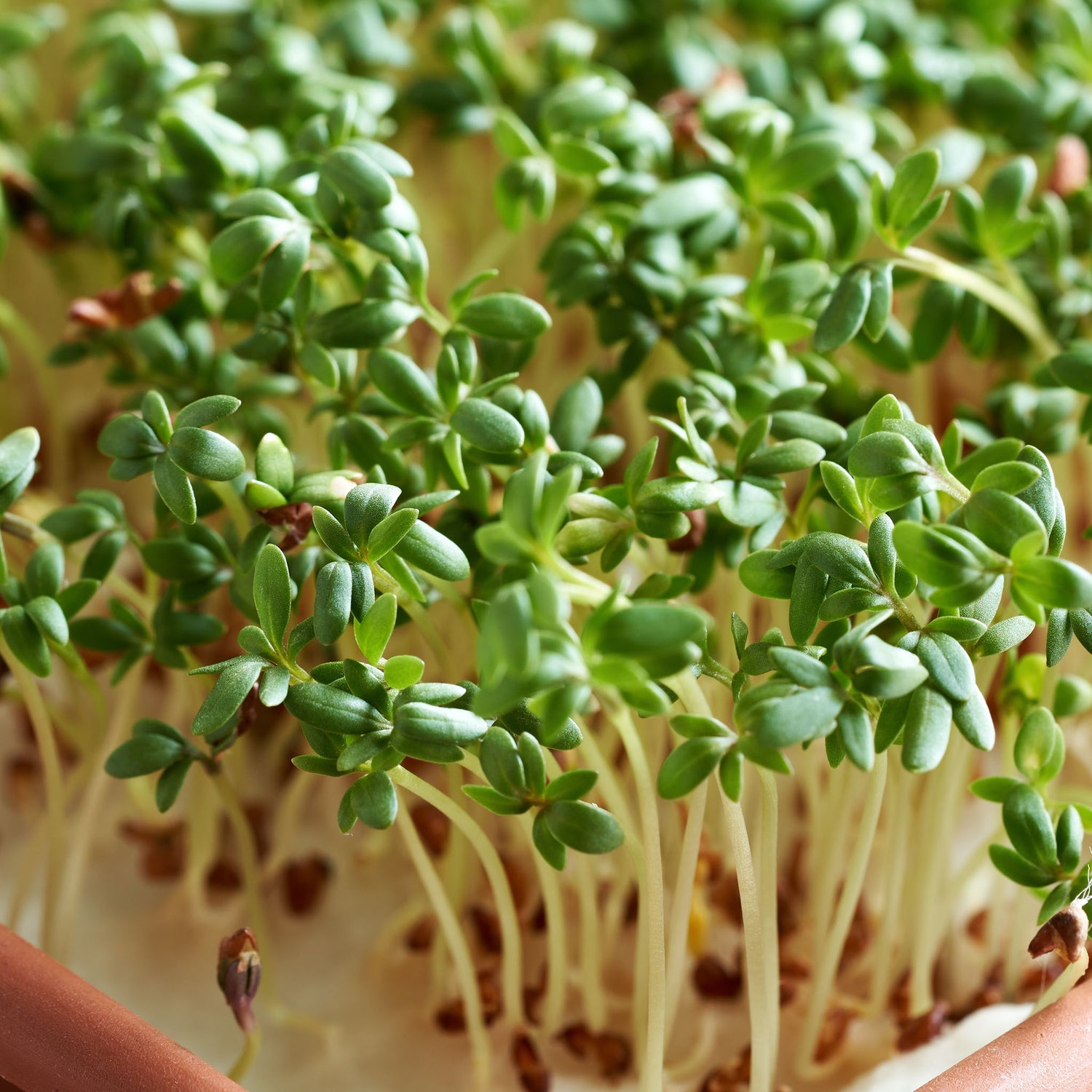 Speedy® Seed Max-Fill Garden Cress Curled Leaf - Up to 4,500 Seeds