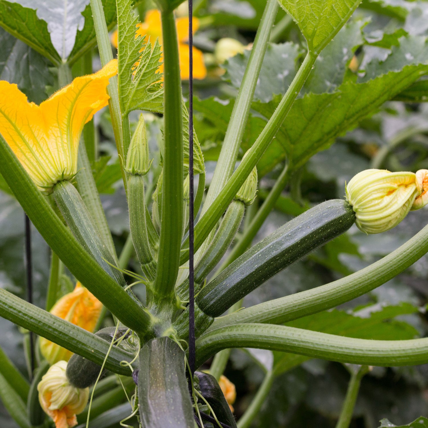 Speedy Seed® Max-Fill Courgette Green Bush - Up to 25 Seeds