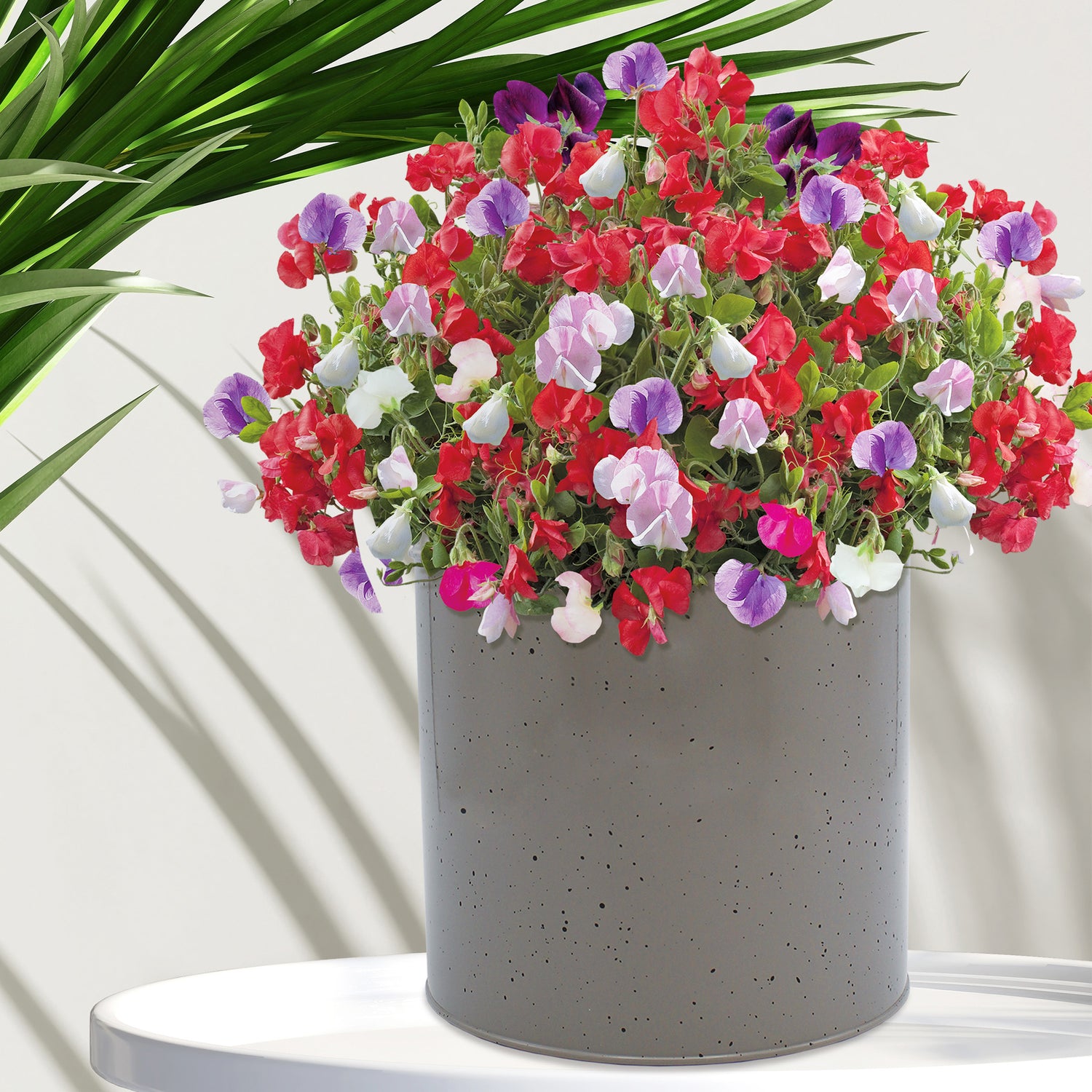 Beautifleur Sweet Pea Seeds Grow Kit in Grey Speckled Milkchurn Planter