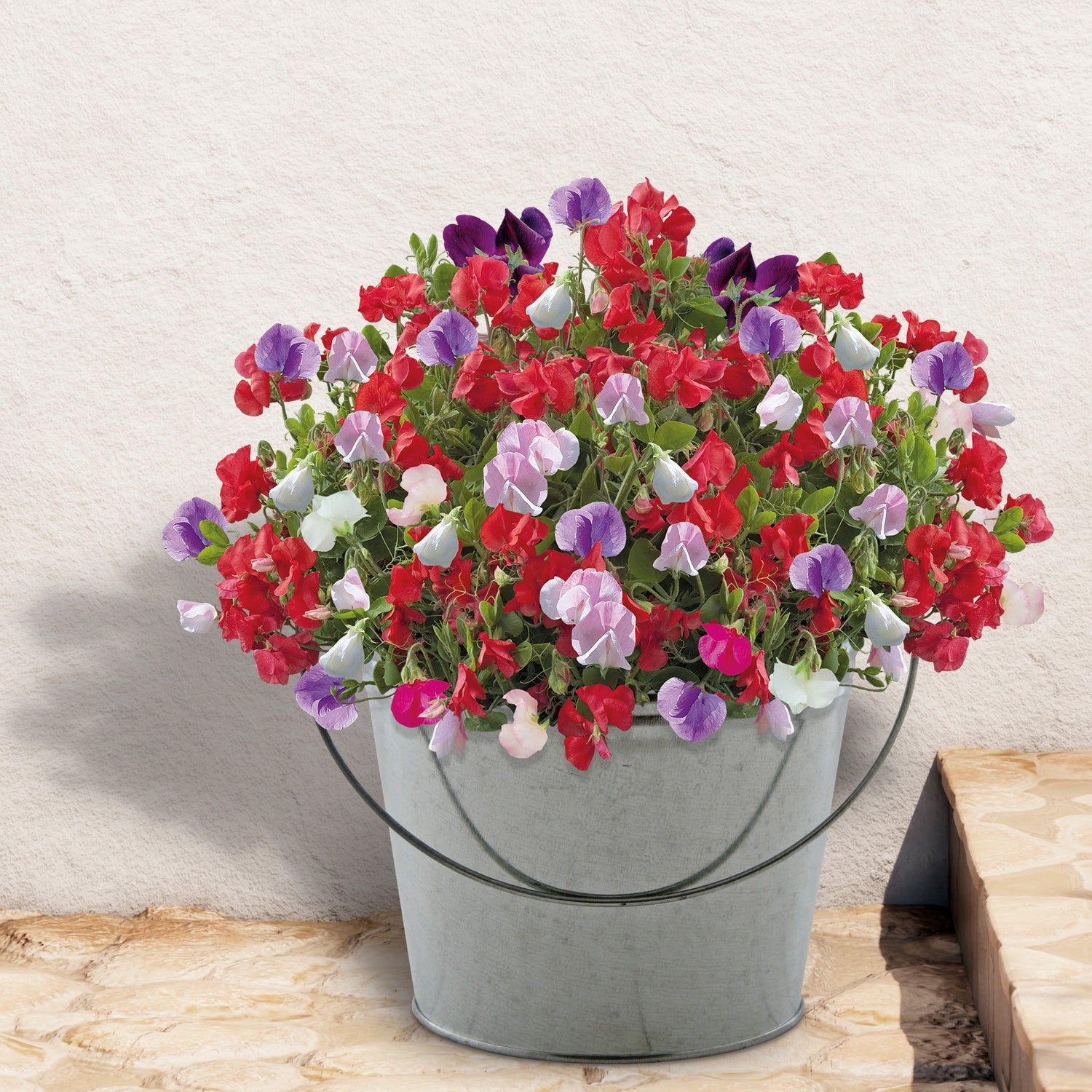 Beautifleur Sweet Pea Seeds Grow Kit in Galvanised Bucket Planter