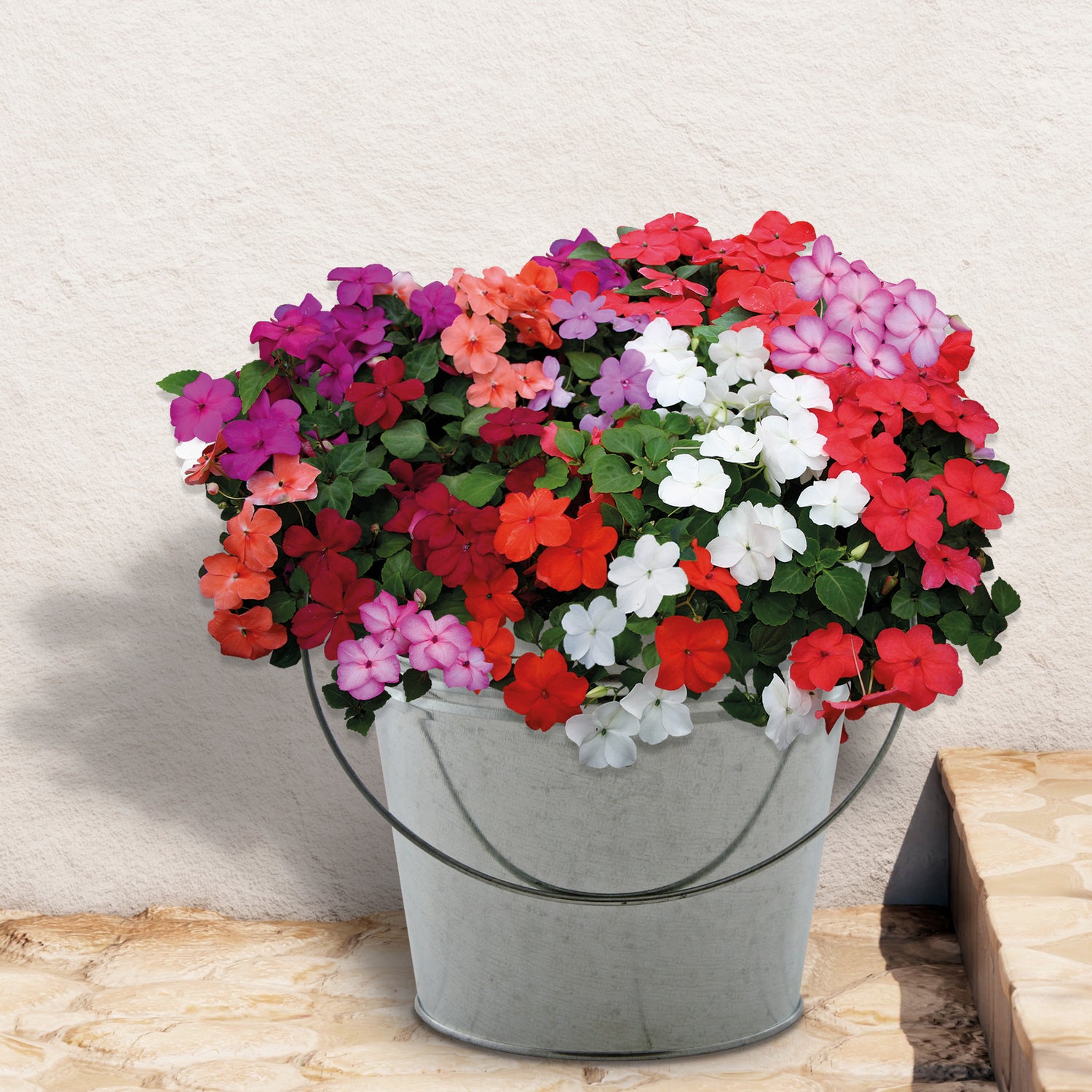 Beautifleur Busy Lizzie Seeds Grow Kit in Galvanised Bucket Planter
