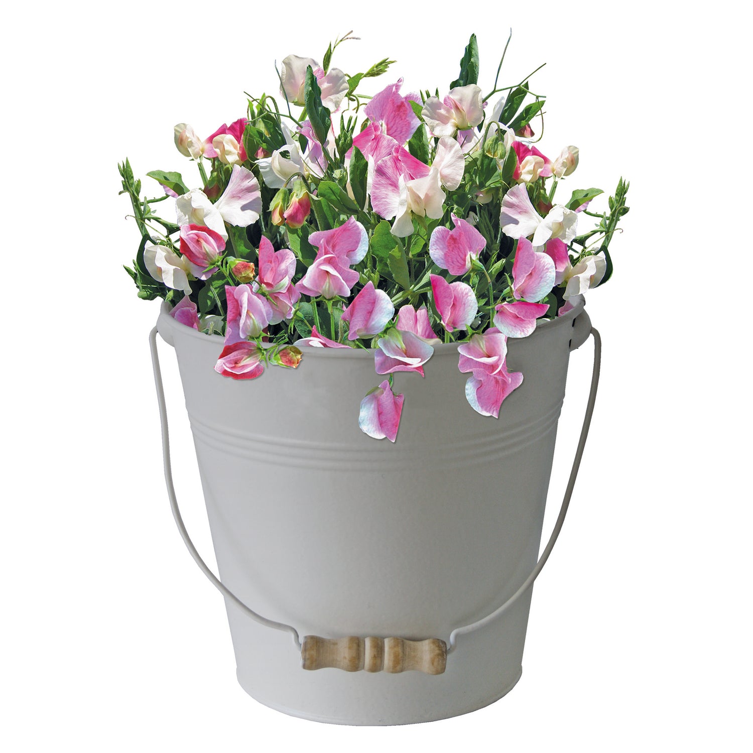 BEES Sweet Pea Seeds Grow Kit in Cream Bucket Planter