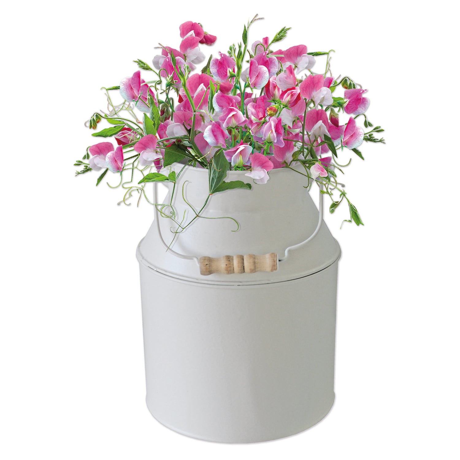 BEES Sweet Pea Seeds Grow Kit in Cream Milkchurn Planter