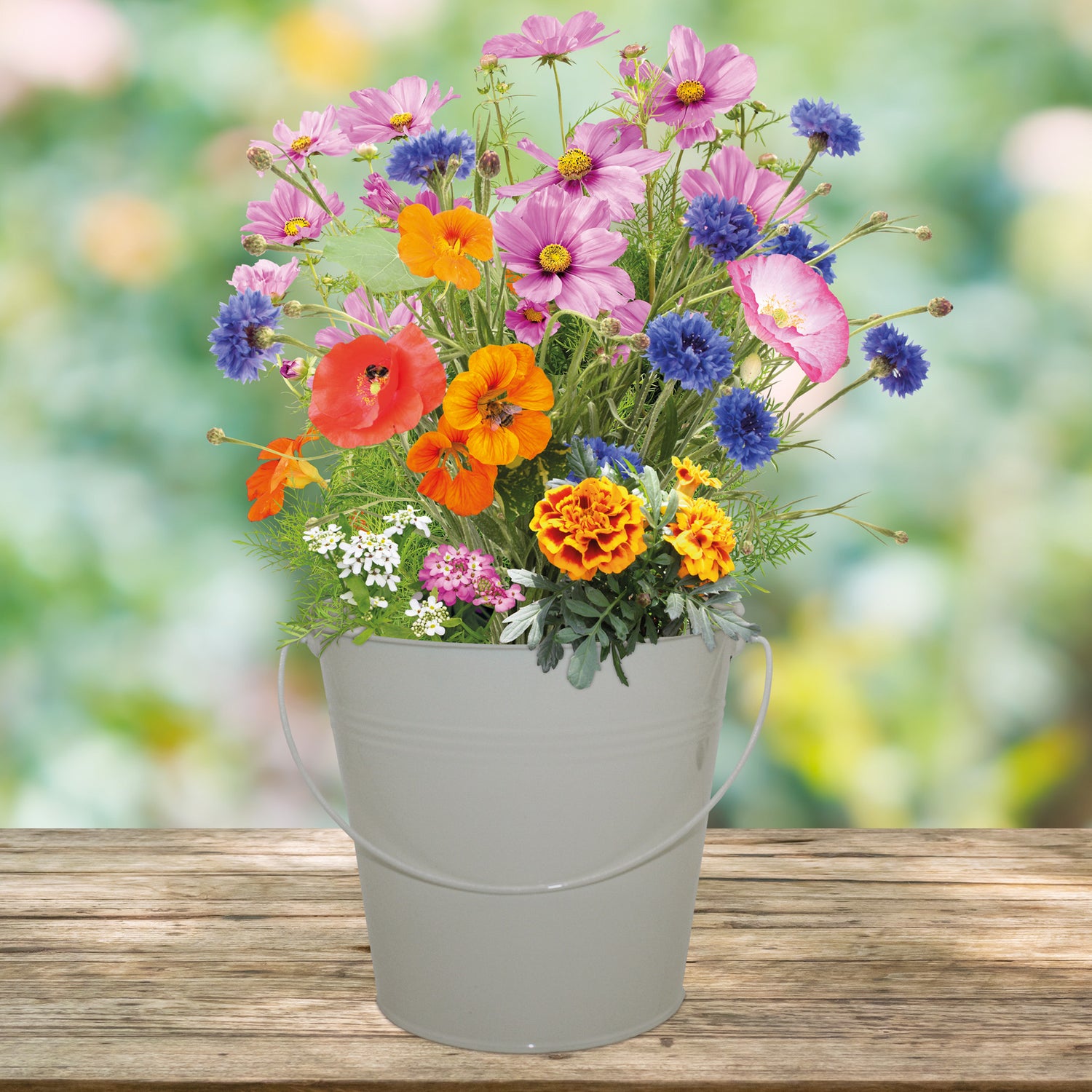 Marie Curie Pollinator Flower Seeds Grow Kit in Cream Bucket Planter