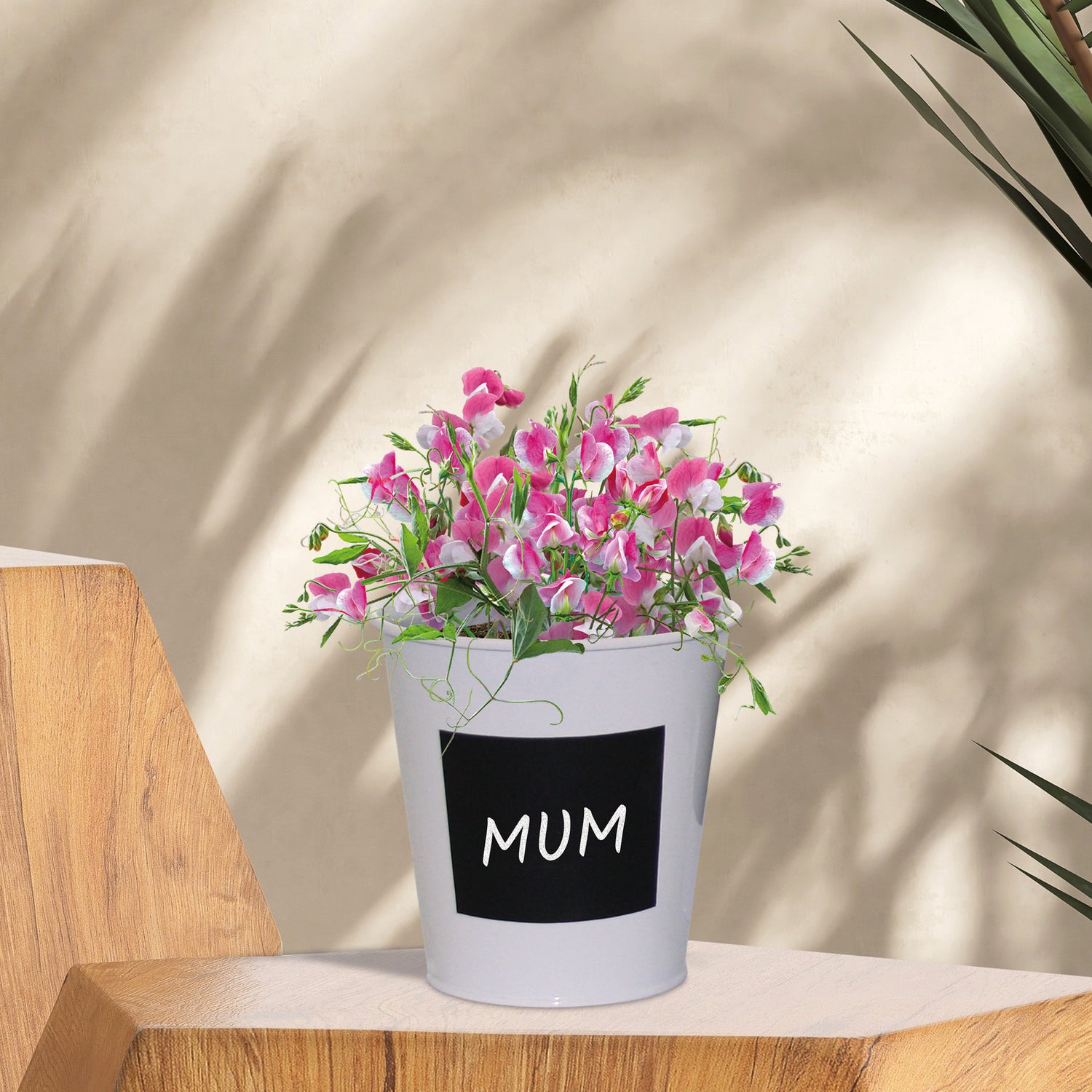 Marie Curie Sweet Pea Bijou Dwarf Mix Seeds Grow Kit in Chalkboard Pot