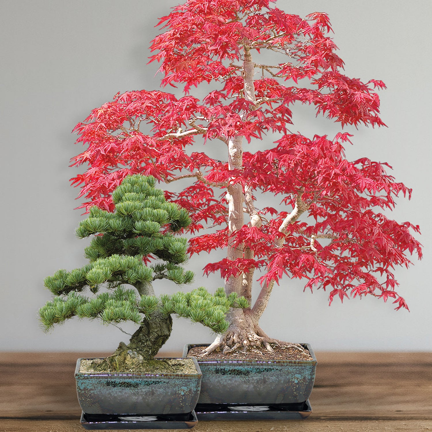 Sow Nurtured Bonsai Pine & Sweet Gum Seeds Grow Kit in Traditional Bonsai Pot