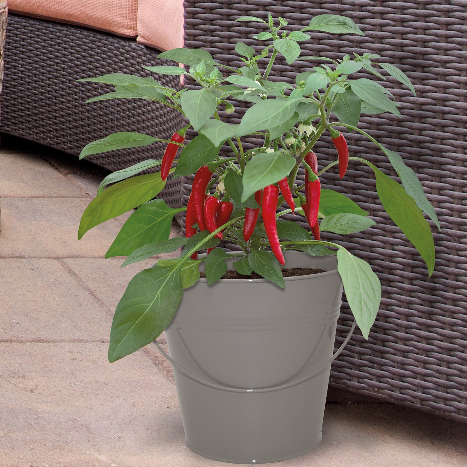 Sow Nurtured Cayenne Chilli Seeds Grow Kit in Grey Bucket Planter