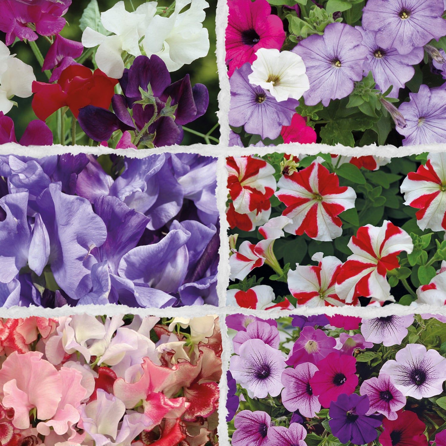 Speedy Seed® 6 in 1 Sweet Pea & Petunia Flower Seed Collection - Over 500 Seeds