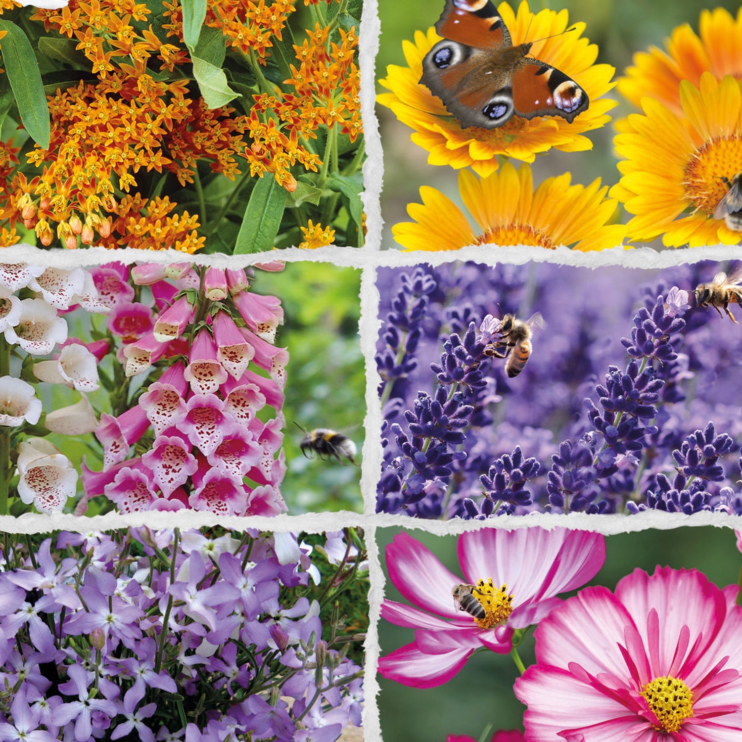Speedy Seed® 6 in 1 Butterfly & Bee Flower Seed Collection – Over 1,000 Seeds