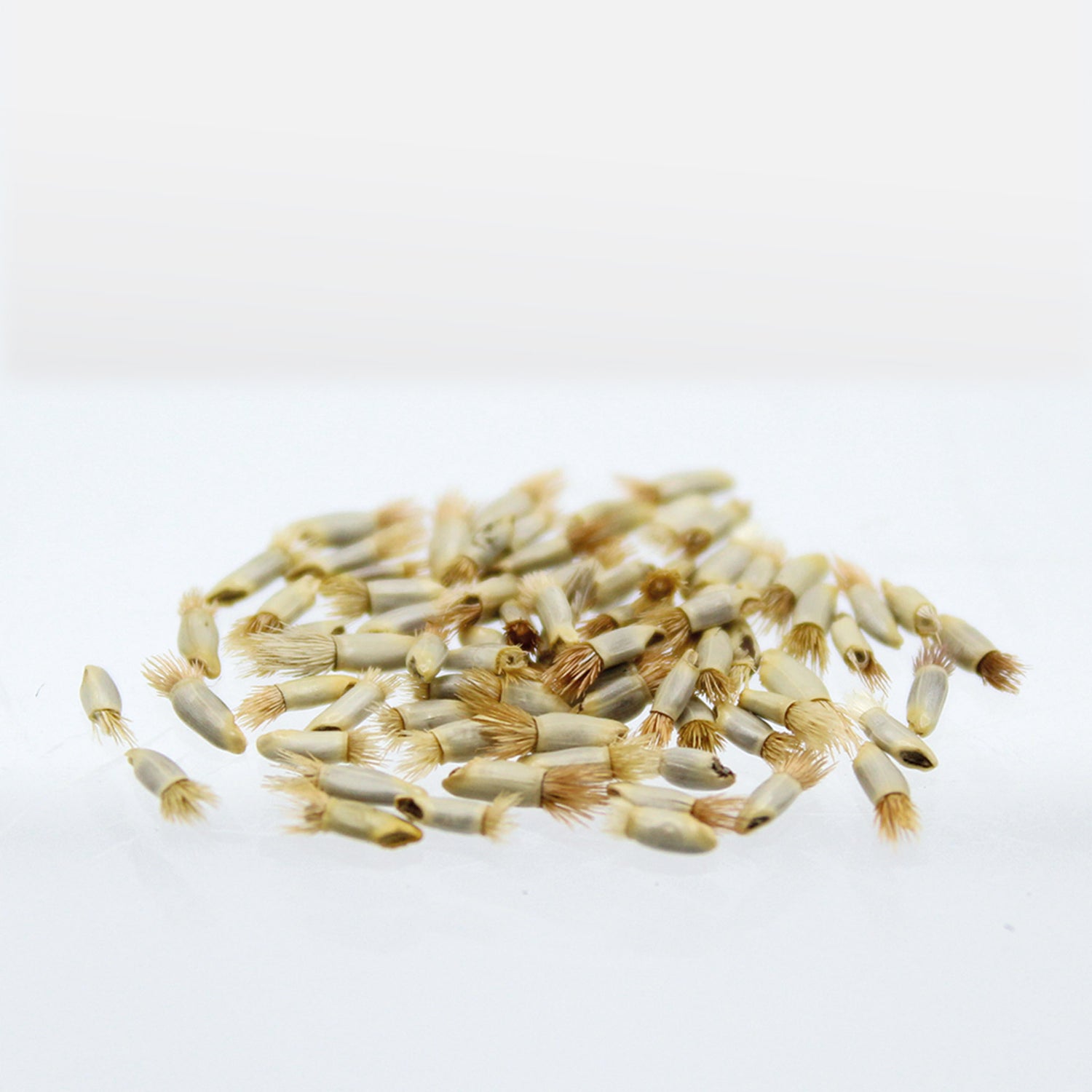 Speedy Seed® Max-Fill Cornflower Tall Double Mix - Over 1,000 Seeds