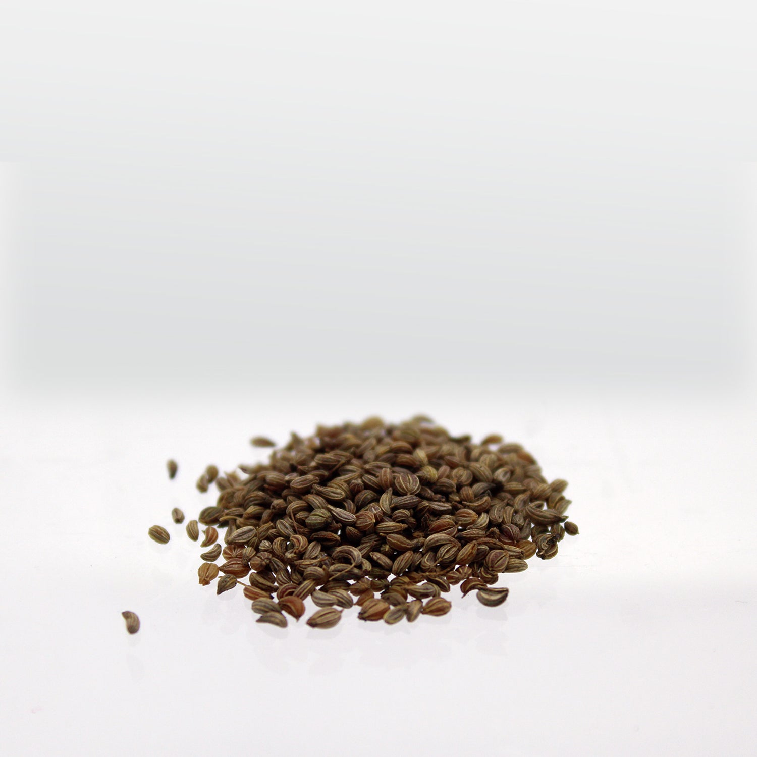 Speedy Seed® Max-Fill Parsley Italian Giant - Up to 2,000 Seeds