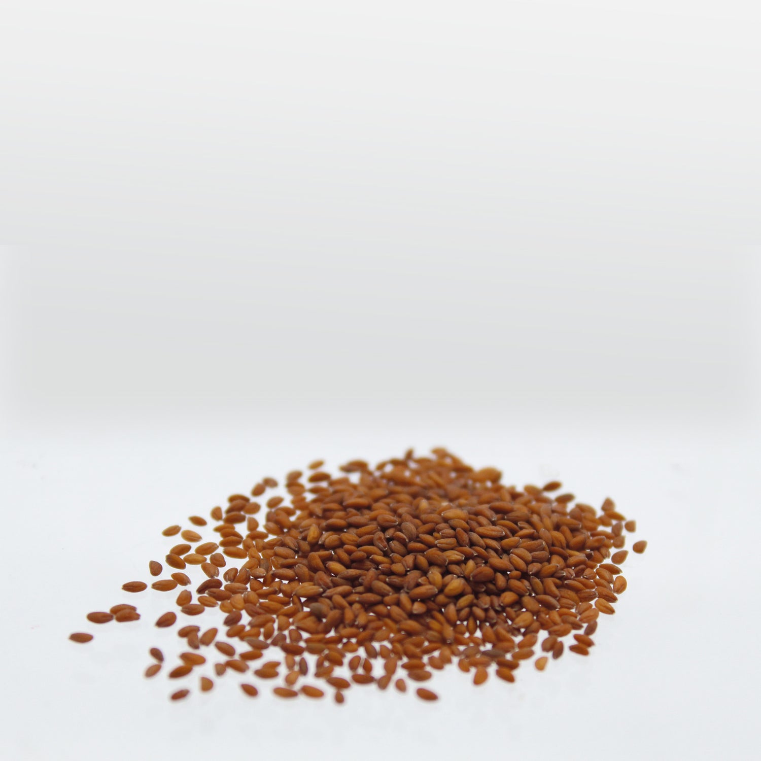 Speedy® Seed Max-Fill Garden Cress Curled Leaf - Up to 4,500 Seeds