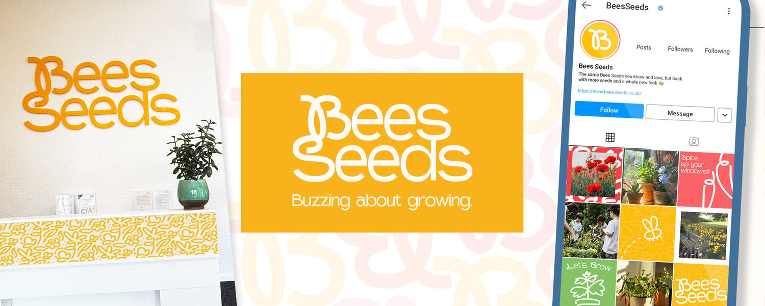 We’re Bees Seeds — and we’re buzzing about growing.