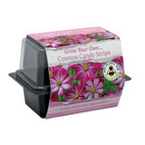 Speedy Seed® Cosmos Mini Propagator Grow Kit