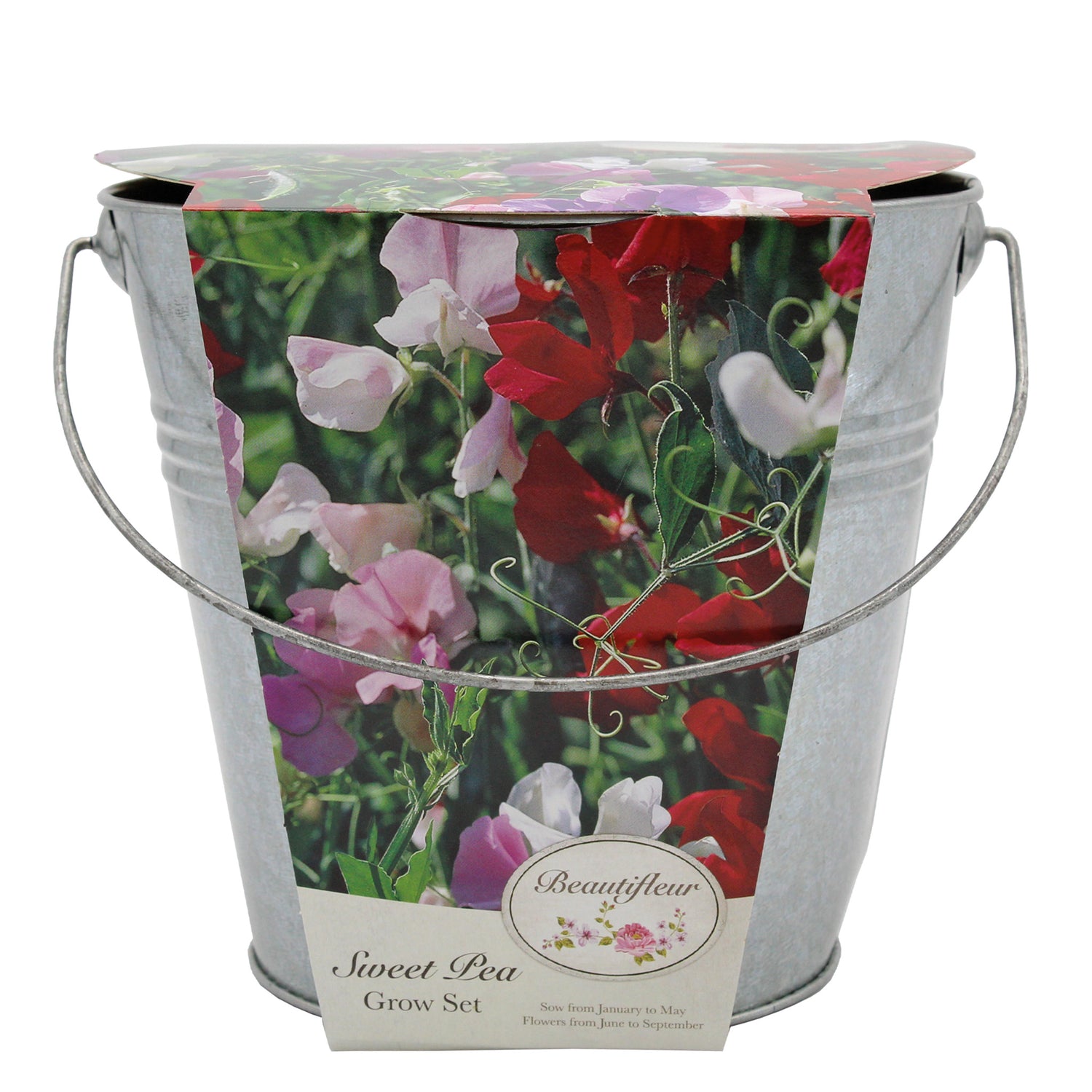 Beautifleur Sweet Pea Seeds Grow Kit in Galvanised Bucket Planter