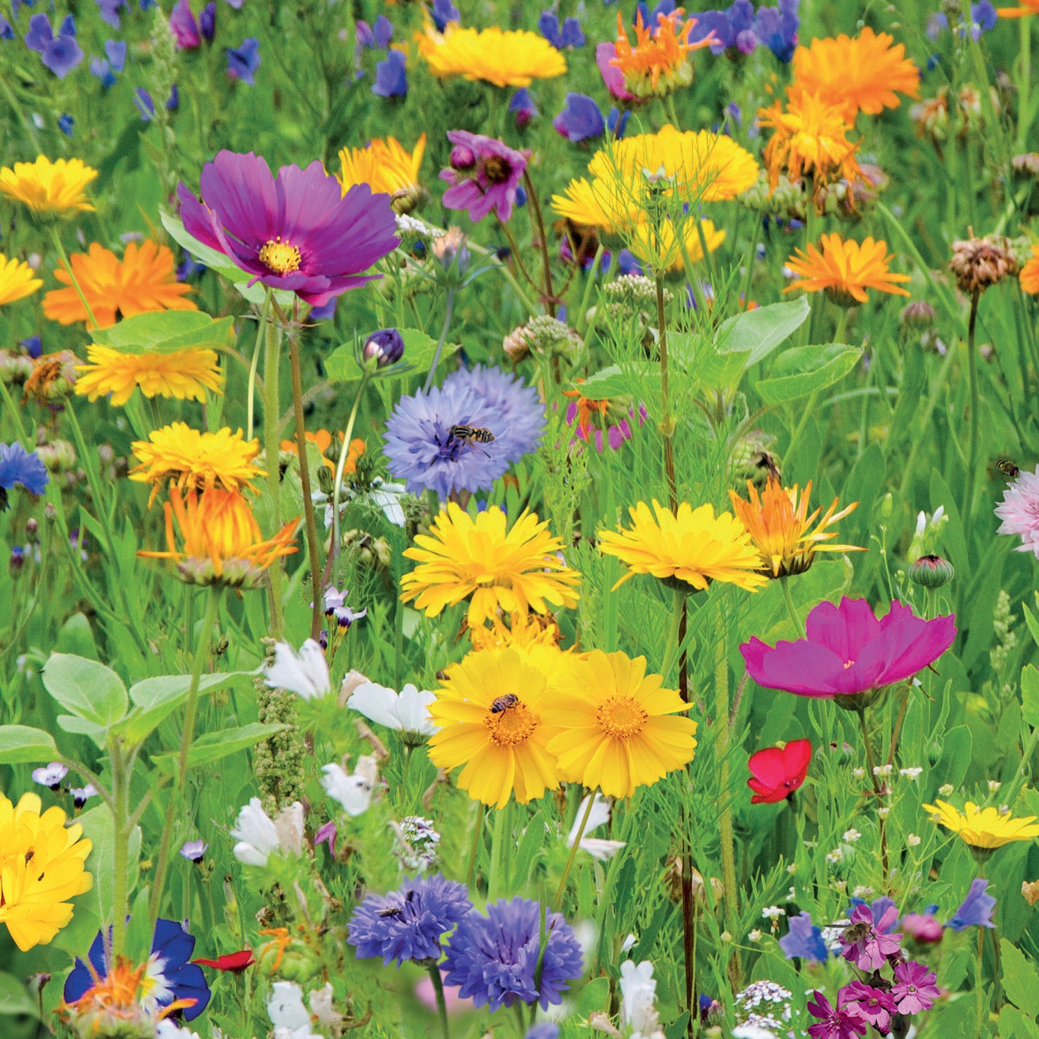 Bee Friends Seed Bombs – 20 Wildflower Seed Bombs – Butterfly Mix
