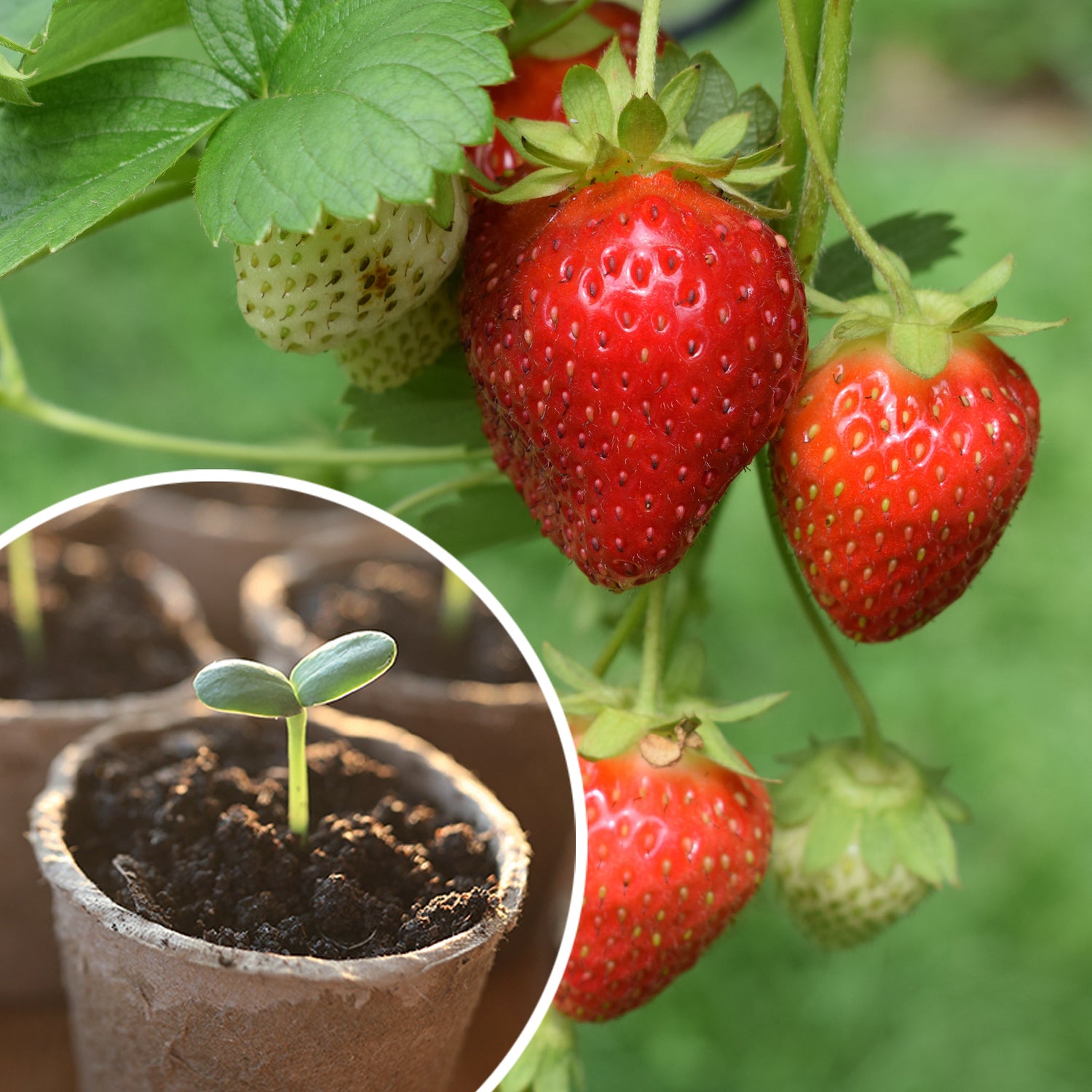 Bee Friends Strawberry Seeds Grow Kit in Jute Bag