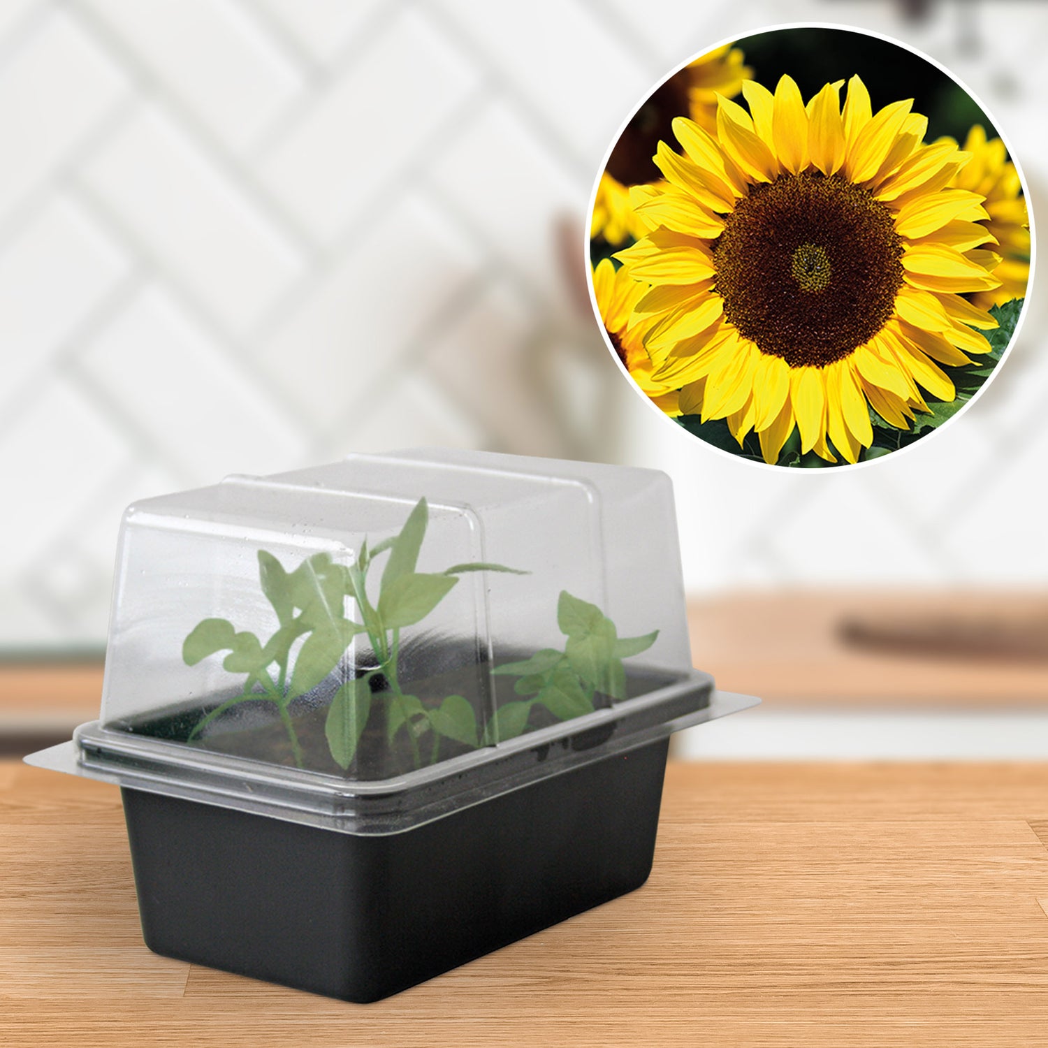 Speedy Seed® Sunflower Mini Propagator Grow Kit
