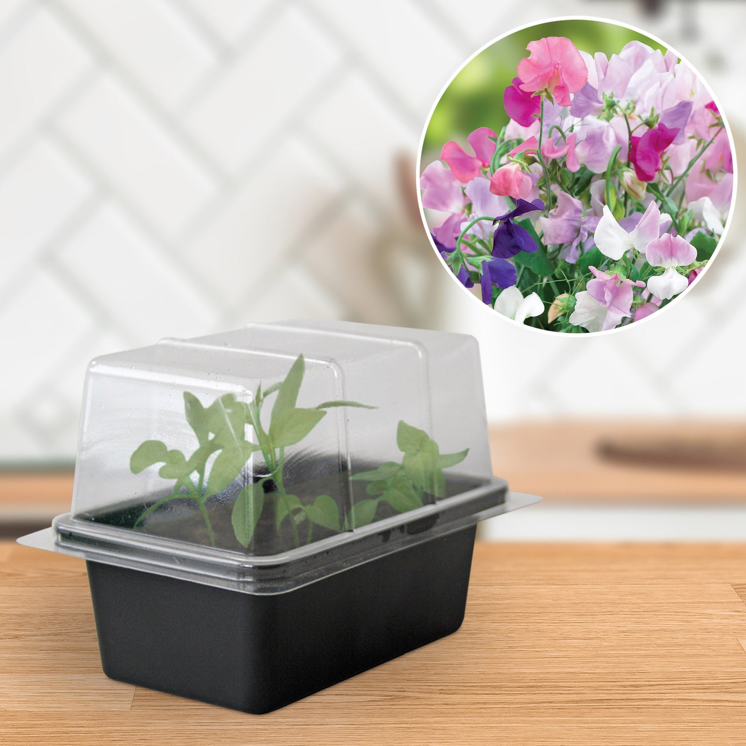 Speedy Seed® Sweet Pea Mini Propagator Grow Kit