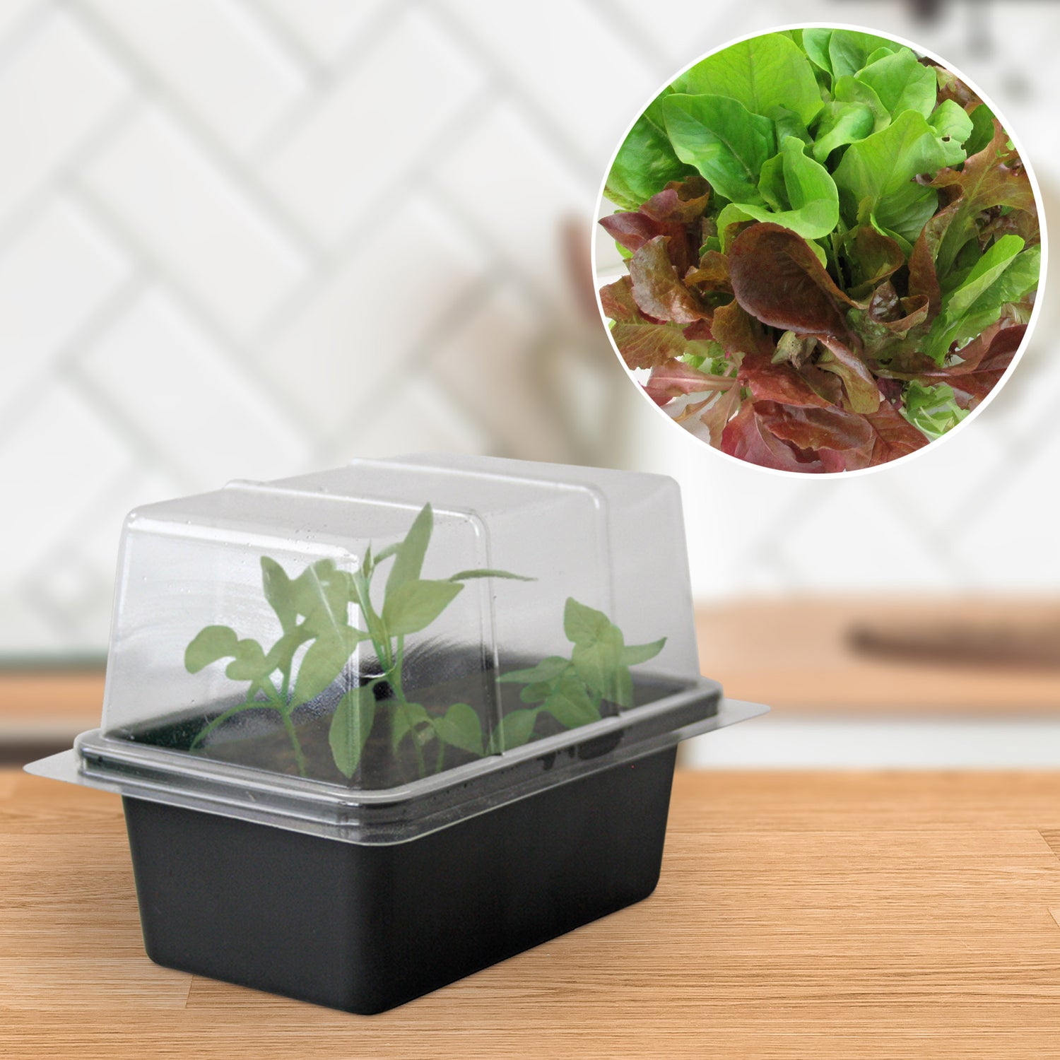 Speedy Seed® Lettuce Mini Propagator Grow Kit