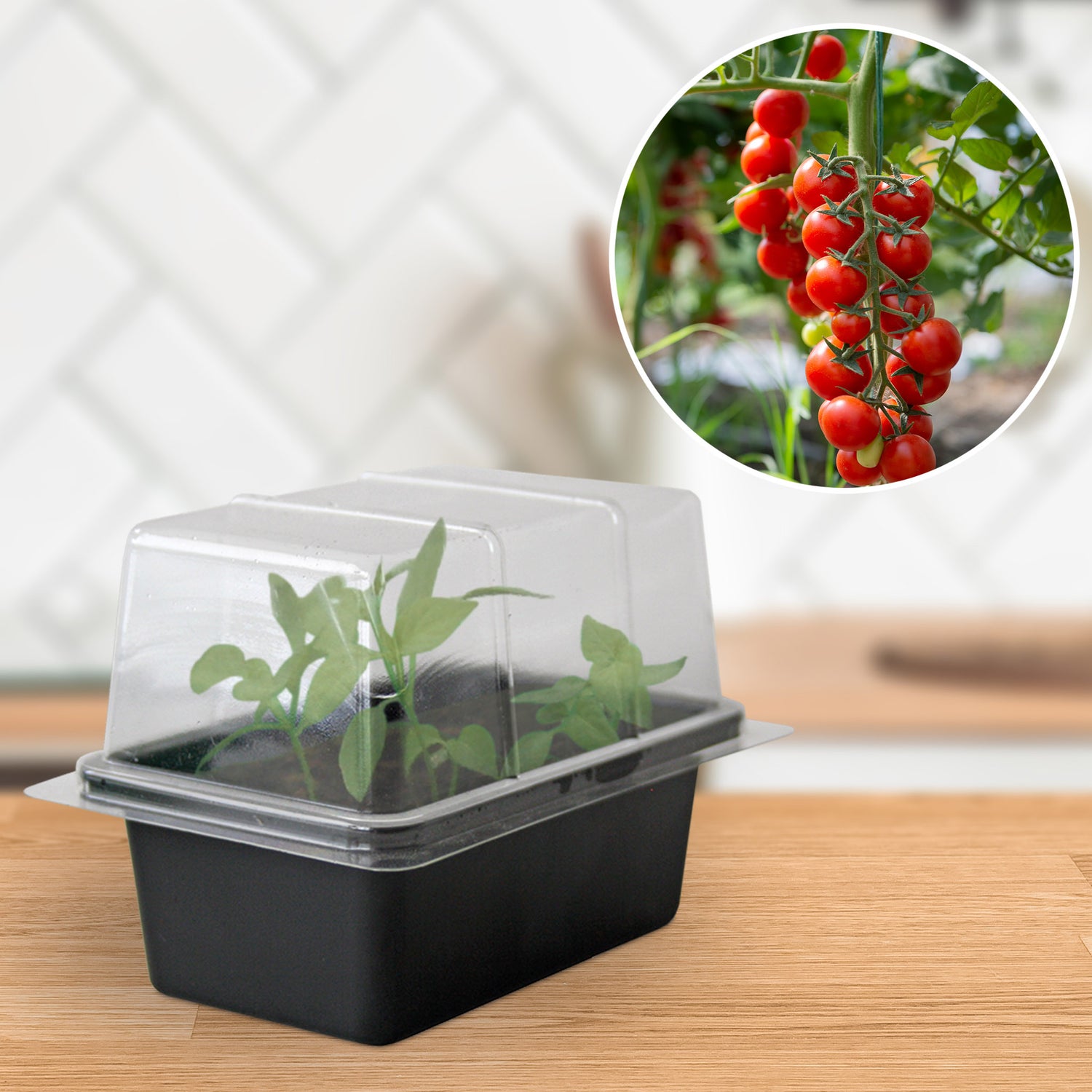 Speedy Seed® Tomato Mini Propagator Grow Kit