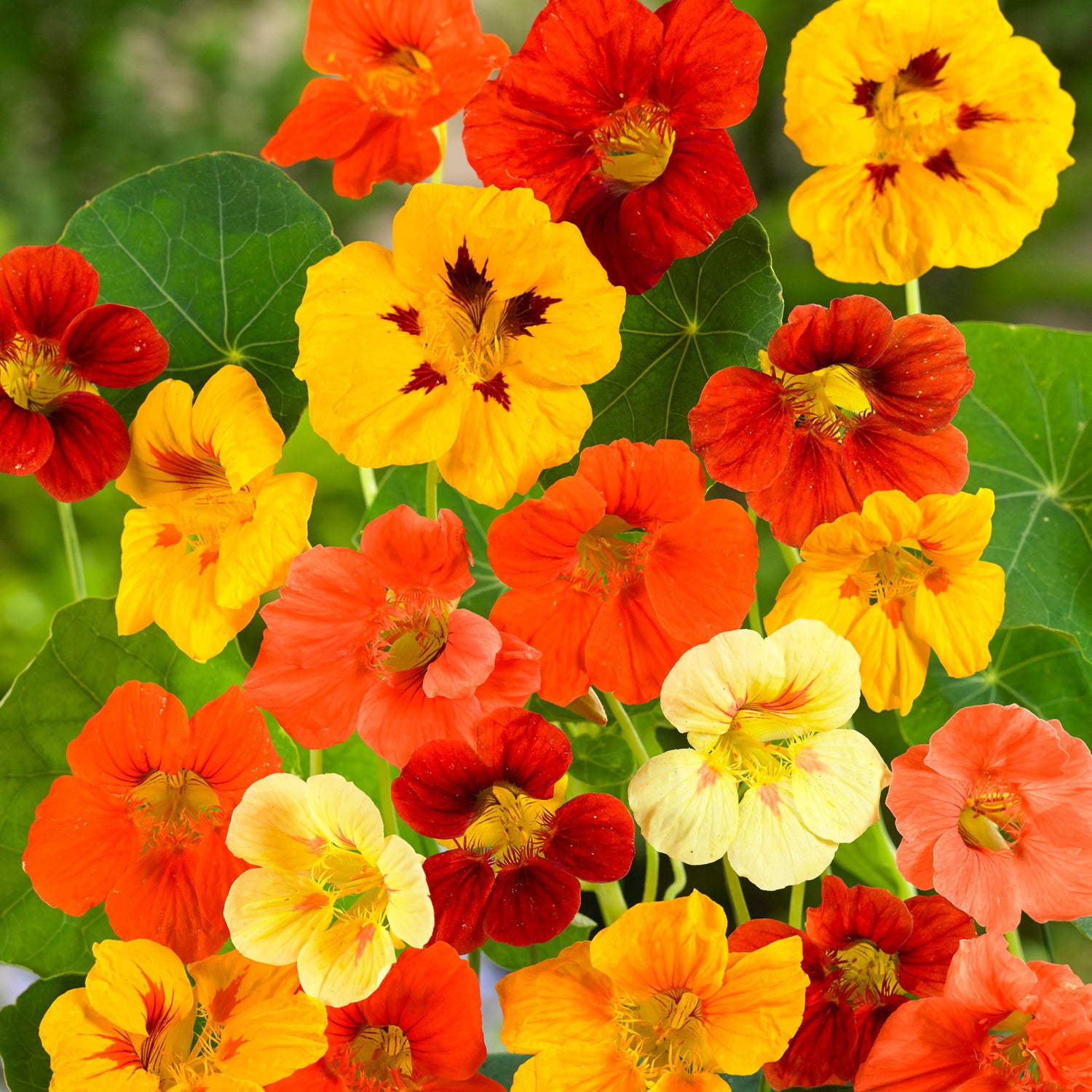 Speedy Seed® Max-Fill Nasturtium Double Gleam Mix - Up to 80 Seeds