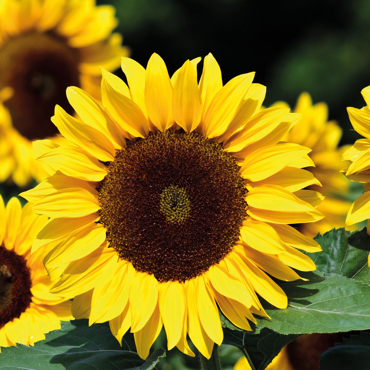 Speedy Seed® Max-Fill Giant Sunflowers – Over 100 Seeds