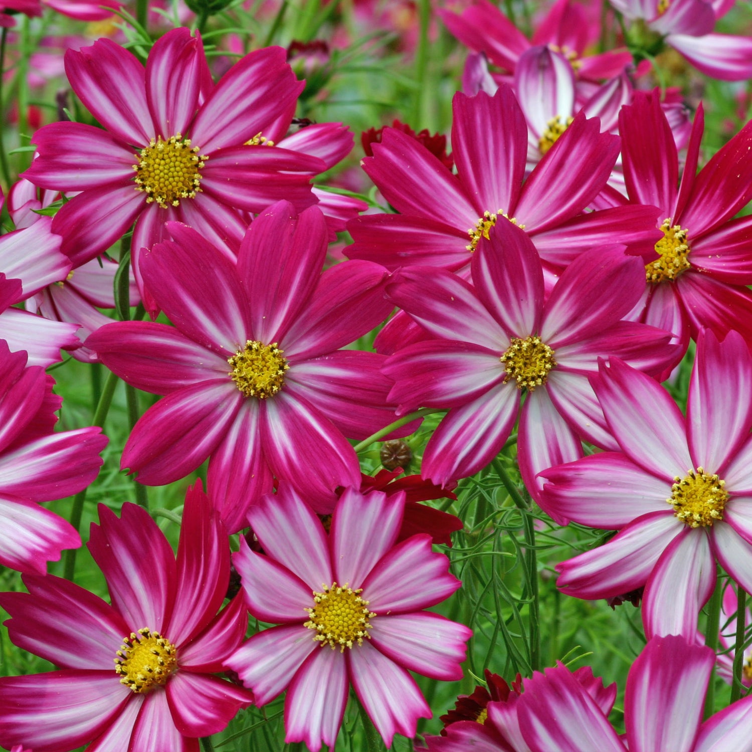 Speedy Seed® Max-Fill Cosmos Candy Stripe Mix – Up to 750 Seeds