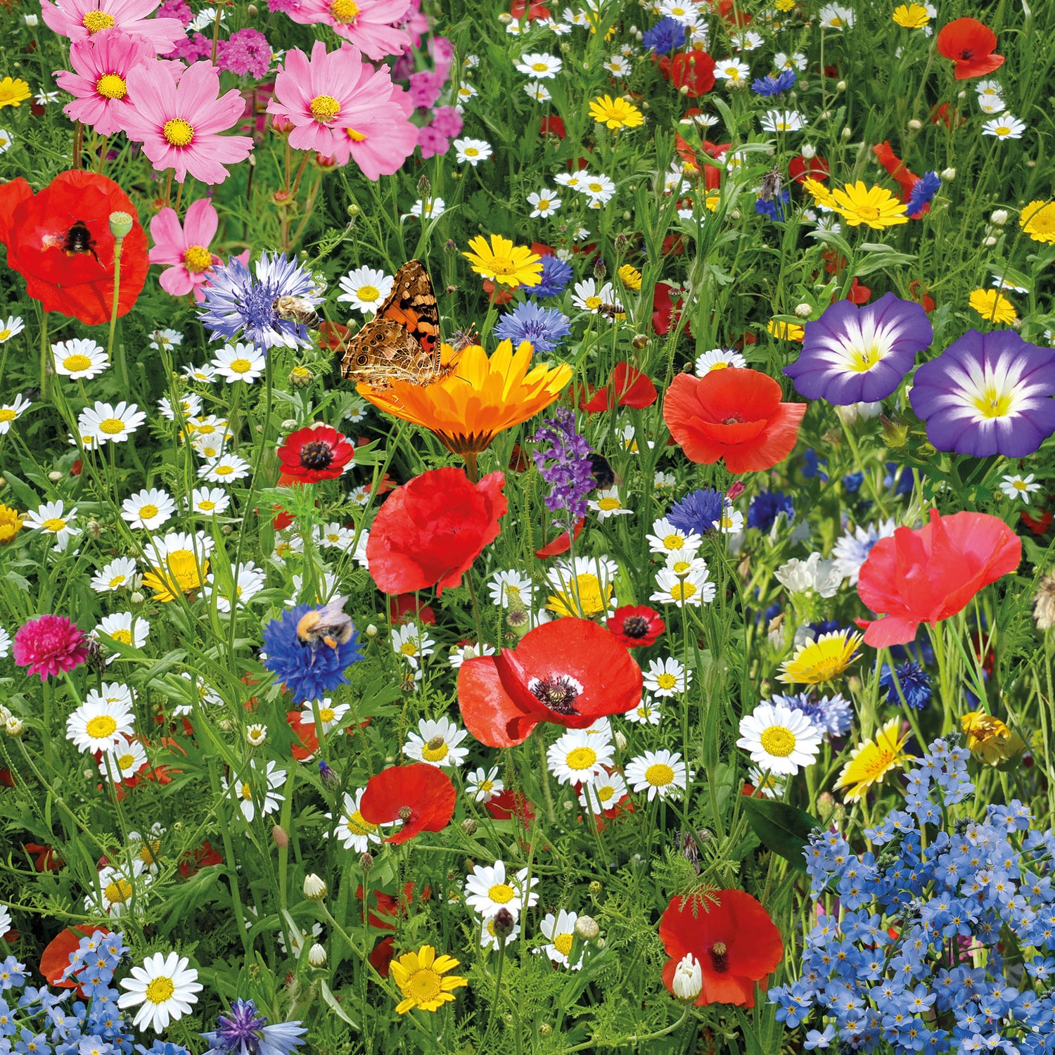 Speedy Seed® Max-Fill Wildflower Mix – Over 5,000 Seeds