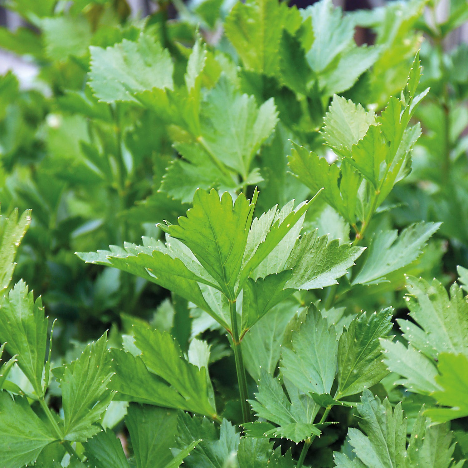 Speedy Seed® Max-Fill Parsley Italian Giant - Up to 2,000 Seeds