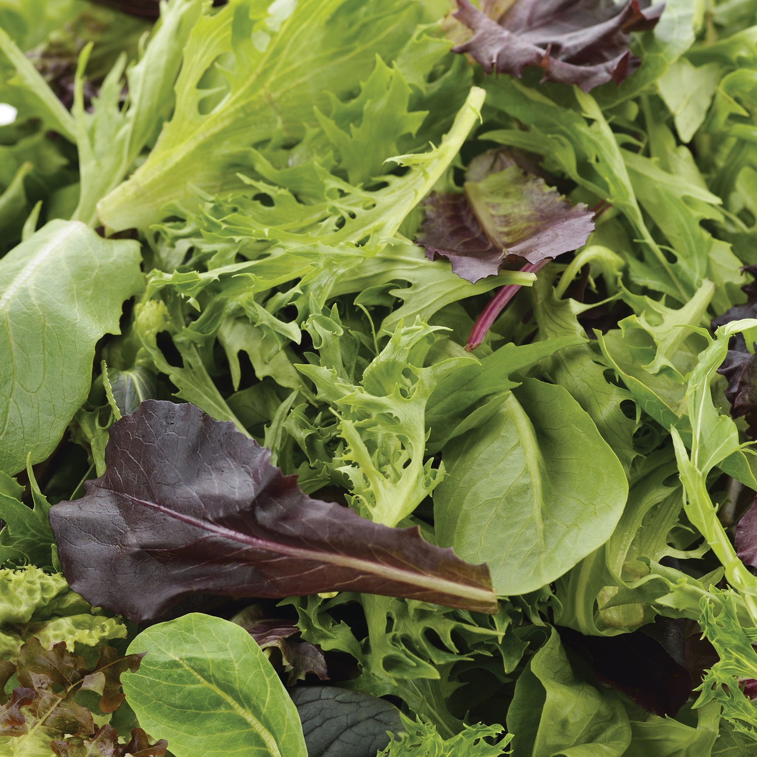 Speedy Seed® Max-Fill Lettuce Salad Mix - Up to 4,000 Seeds