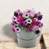 Beautifleur Petunia Seeds Grow Kit in Galvanised Bucket Planter