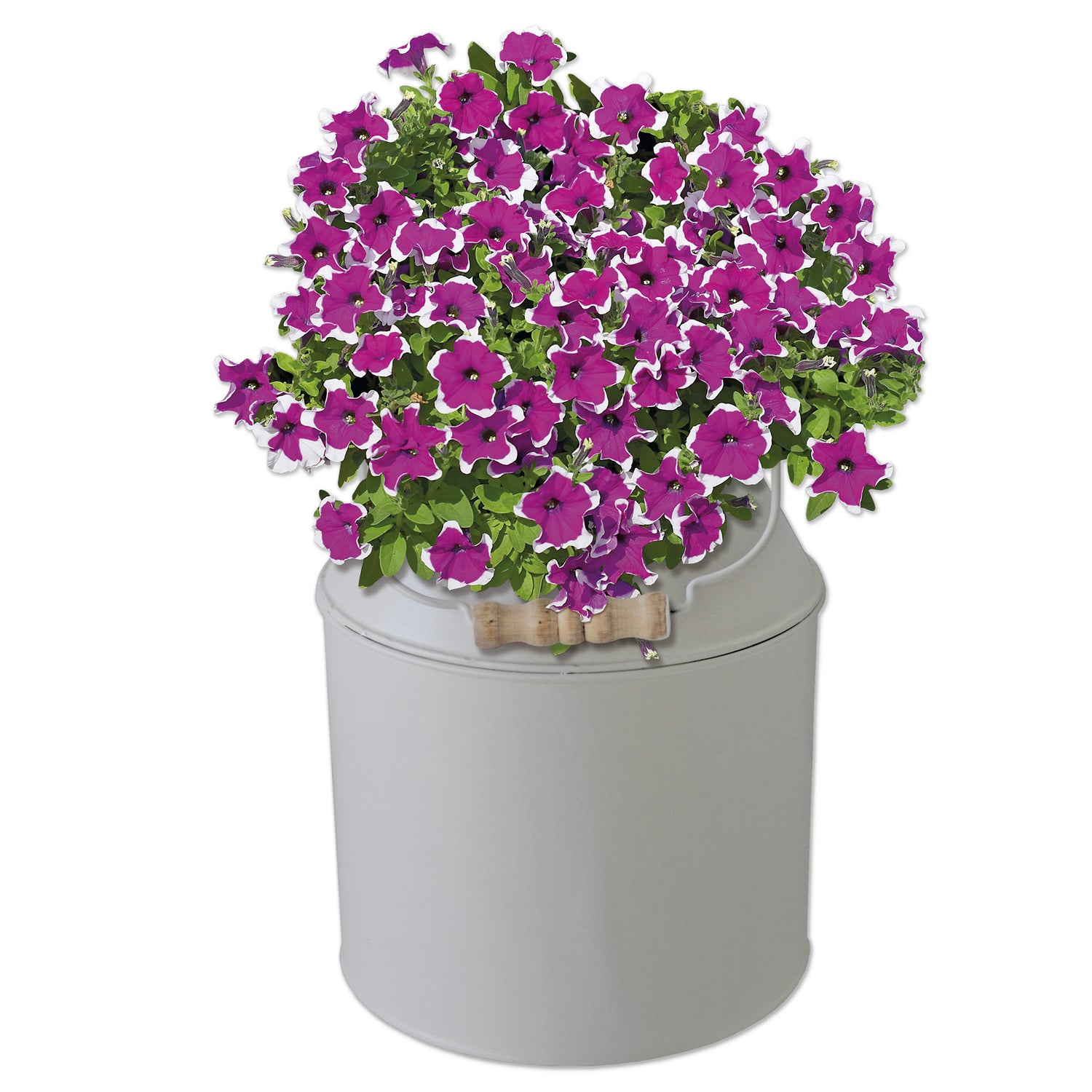 BEES Petunia Seeds Grow Kit in Cream Milkchurn Planter