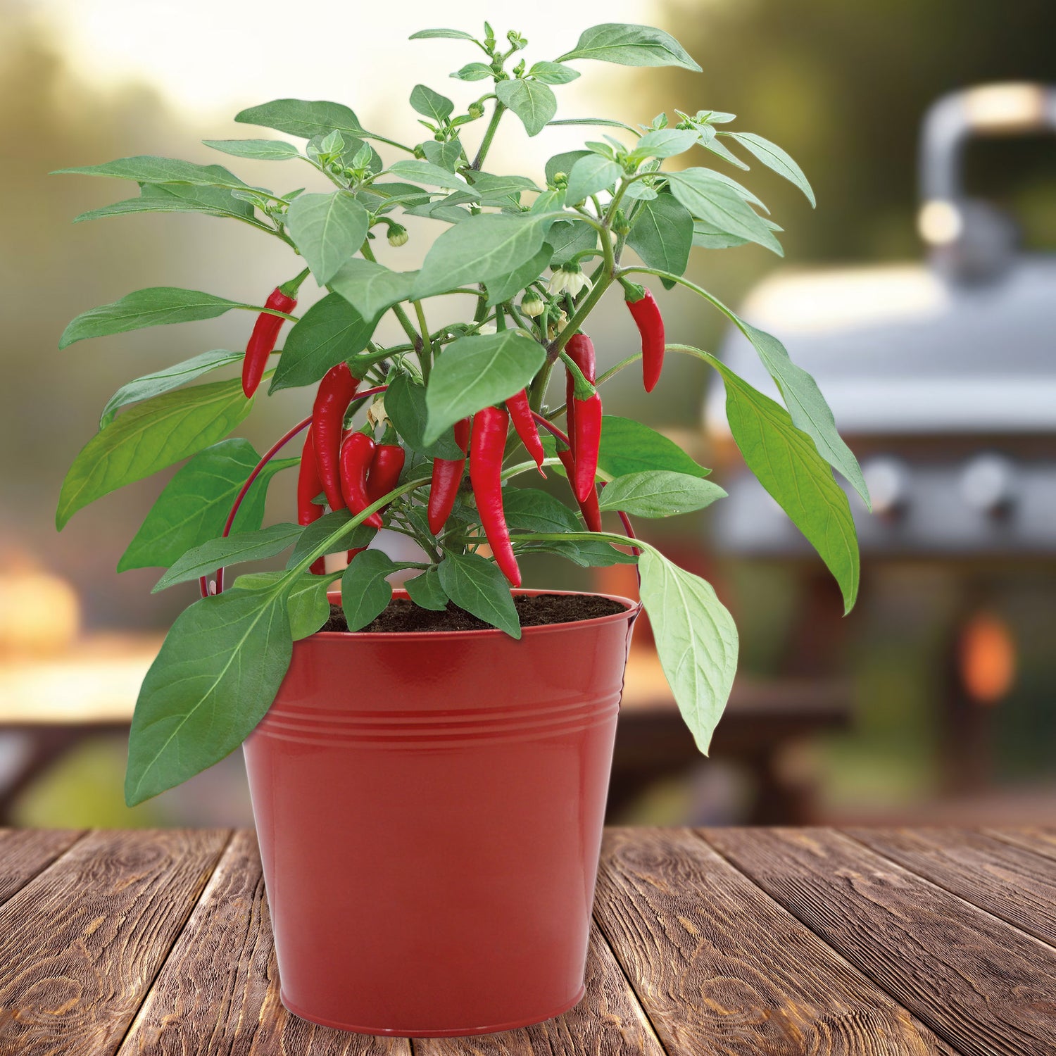 Sow Nurtured Cayenne Chilli Seeds Grow Kit in Red Bucket Planter