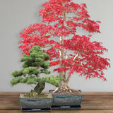 Sow Nurtured Bonsai Pine & Sweet Gum Seeds Grow Kit in Traditional Bonsai Pot