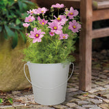 Sow Nurtured Cosmos Seeds Grow Kit in Cream Bucket Planter